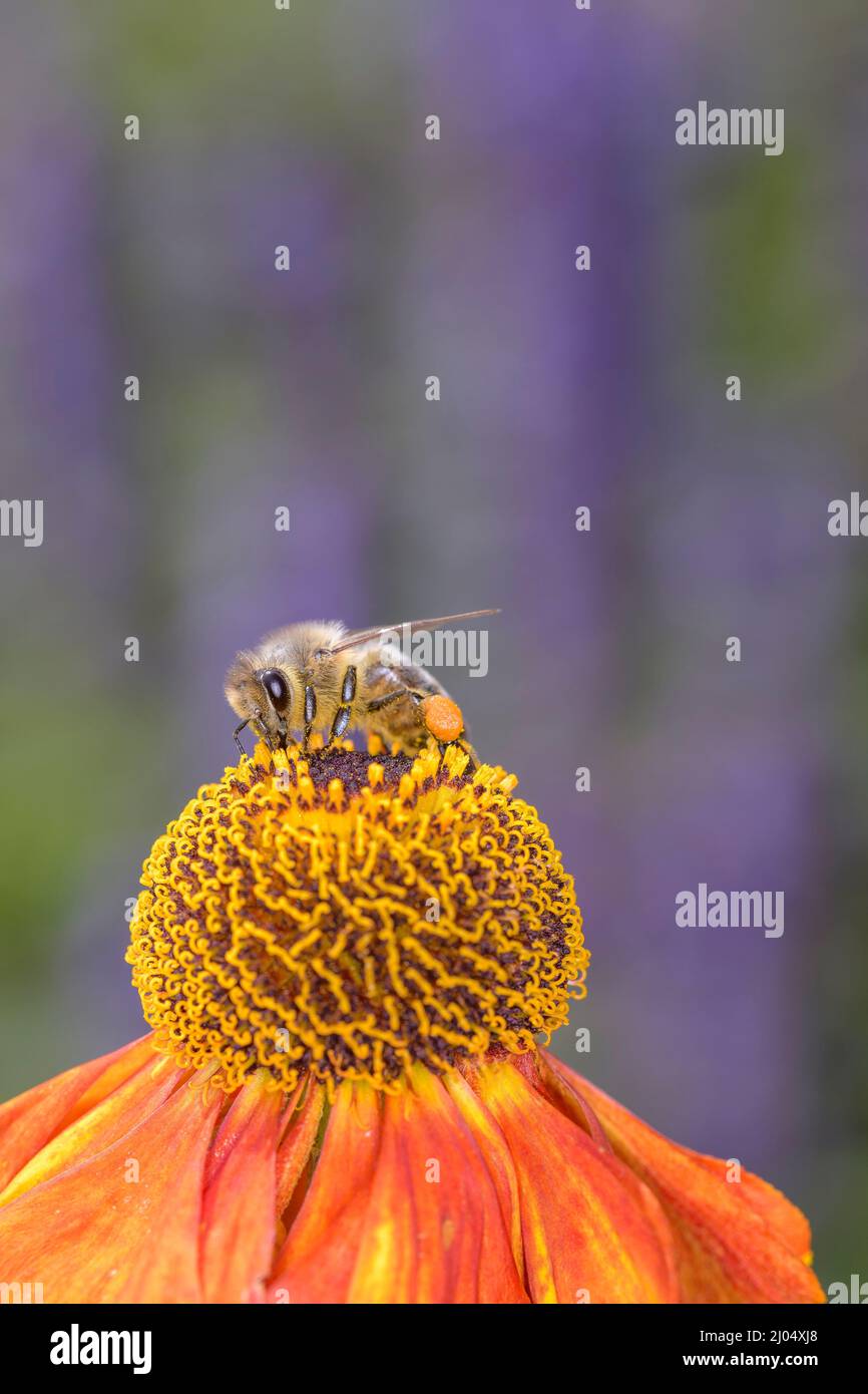 Ape - Apis mellifera - impollina un fiore del comune sneezeweed o Large-flowered sneezeweed - Helenium autumnale Foto Stock