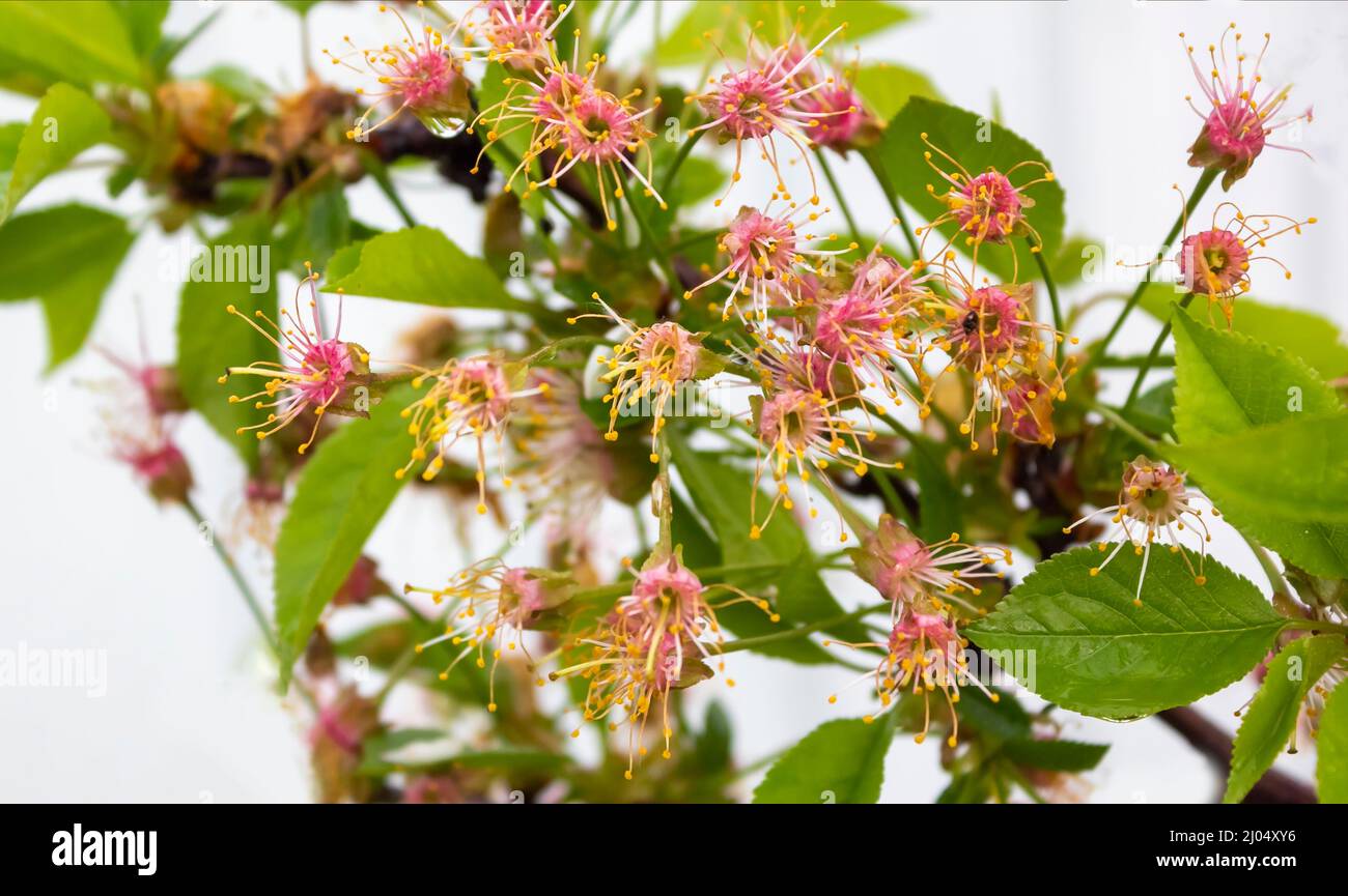 I fiori di Linden sono una pianta medicinale per i colds. Albero deciduo  con le foglie
