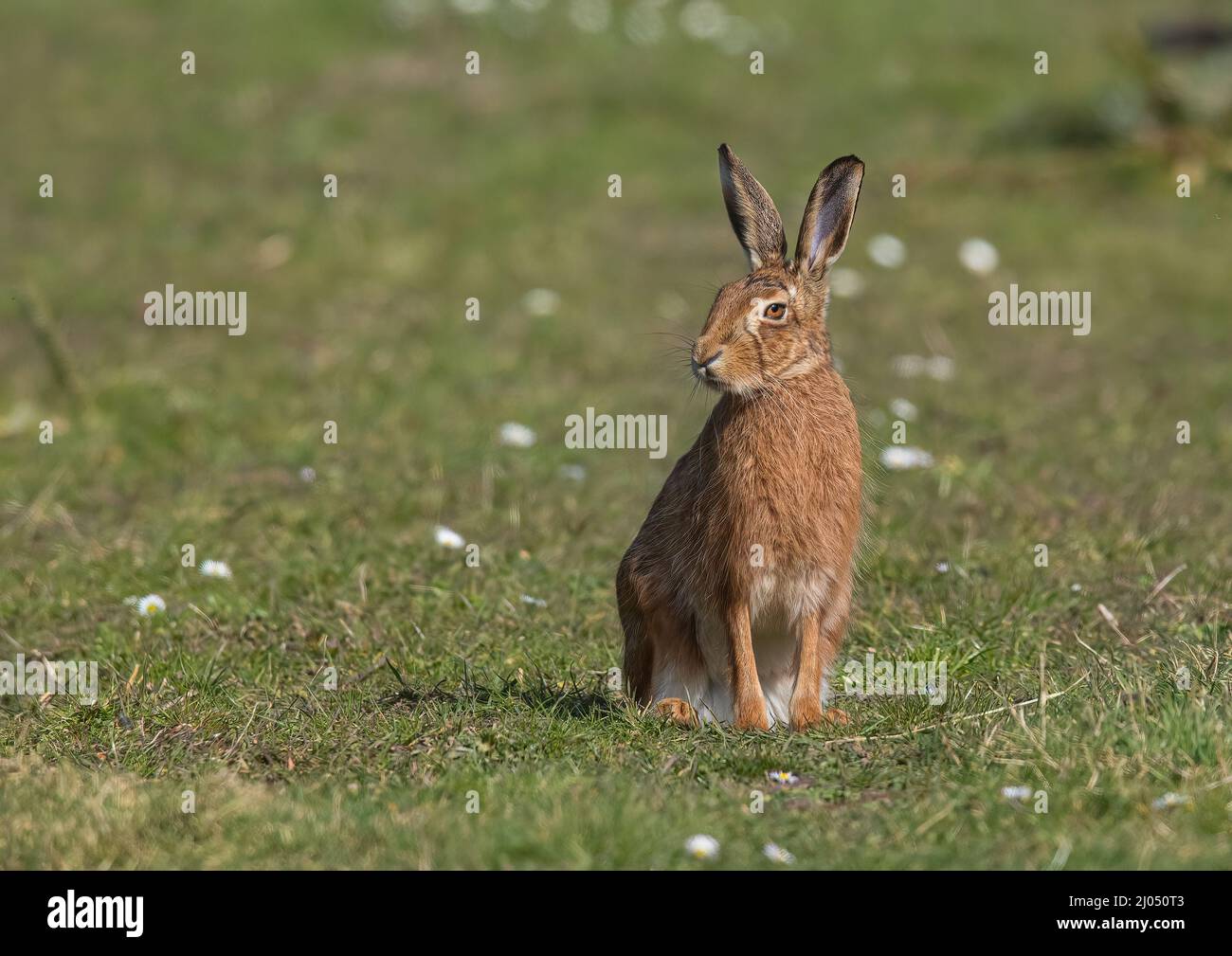 Una lepre marrone selvaggia , seduta tra le margherite. Un'immagine dettagliata che mostra le sue enormi orecchie, i dettagli in pelliccia e gli splendidi occhi arancioni. Suffolk, Regno Unito Foto Stock