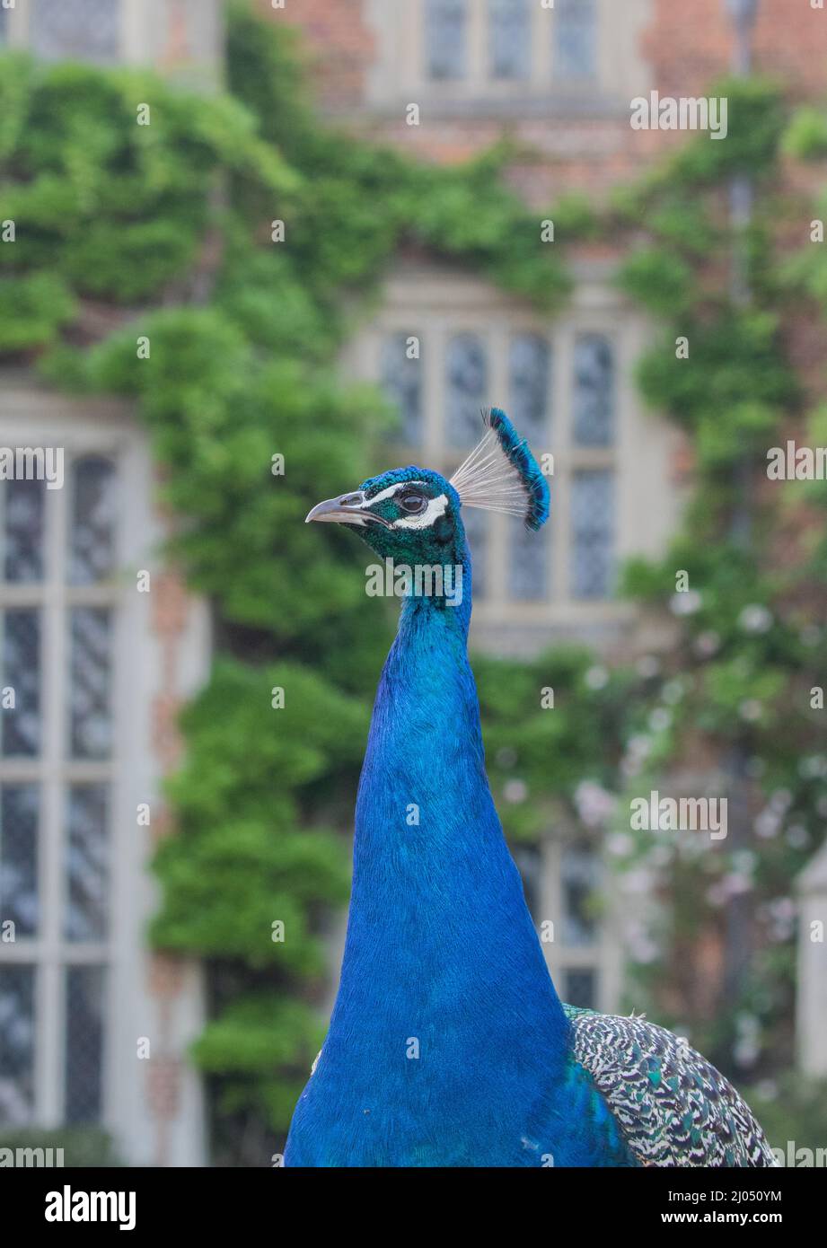 Un primo colpo di una bella Peacock blu , che mostra le sue piume blu iridescenti e la cresta della testa in un elegante ambiente di campagna . Suffolk, Regno Unito Foto Stock
