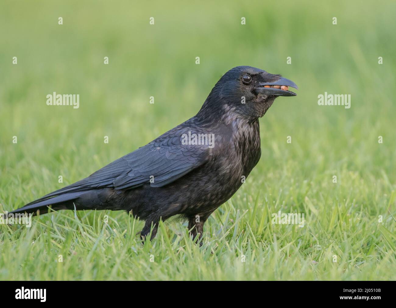 Un corvo molto avido con il suo becco pieno di arachidi . Suffolk Regno Unito Foto Stock