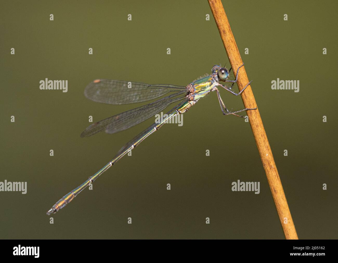 Un macro colpo di un Willow Emerald Damselfly (Chalcolestes viridis) appollaiato su un gambo di erba. Suffolk Regno Unito Foto Stock