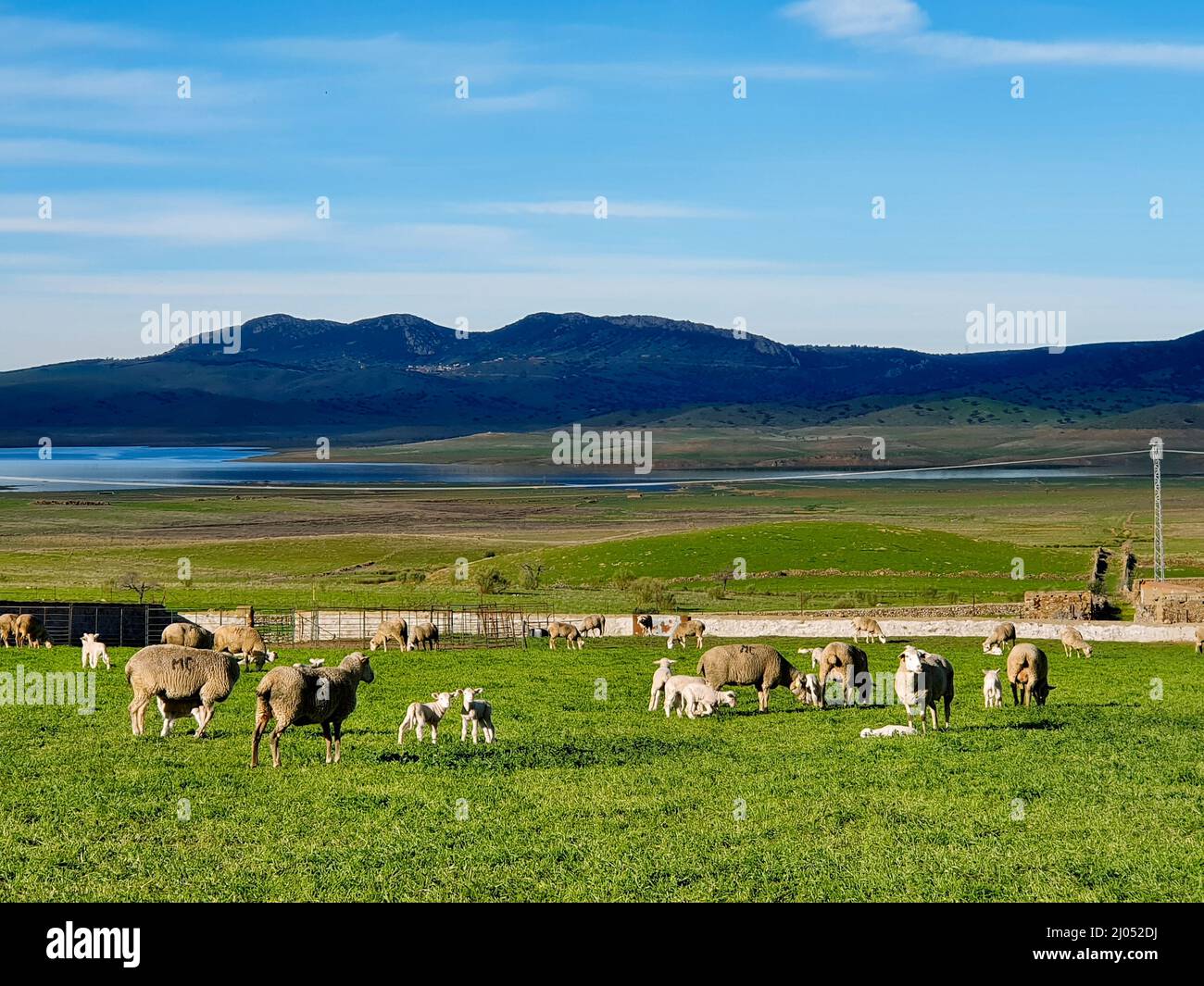 Foto orizzontale di un gregge di pecore e agnello che pascolano pacificamente nella campagna Foto Stock