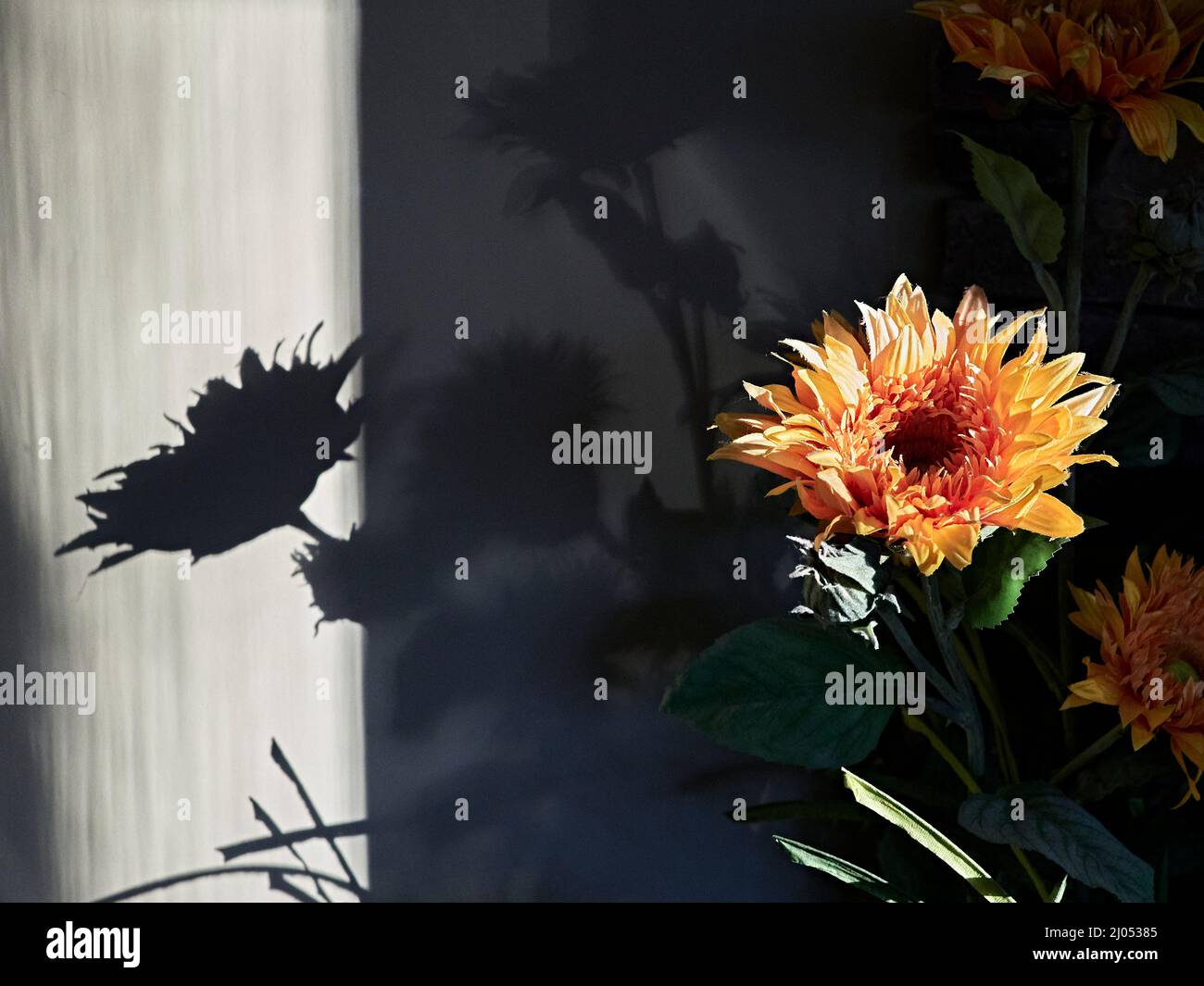 Floreale di seta giallo brillante con una silhouette a contrasto dello stesso fiore sulla parete. Foto Stock