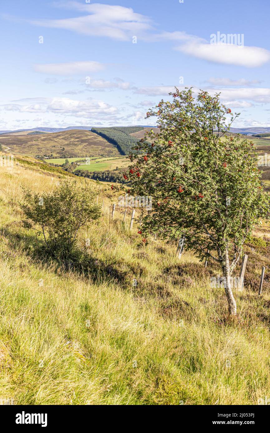 Un albero di rowan che domina la valle vicino a Bridge of Brown, Highland, Scozia Regno Unito. Foto Stock
