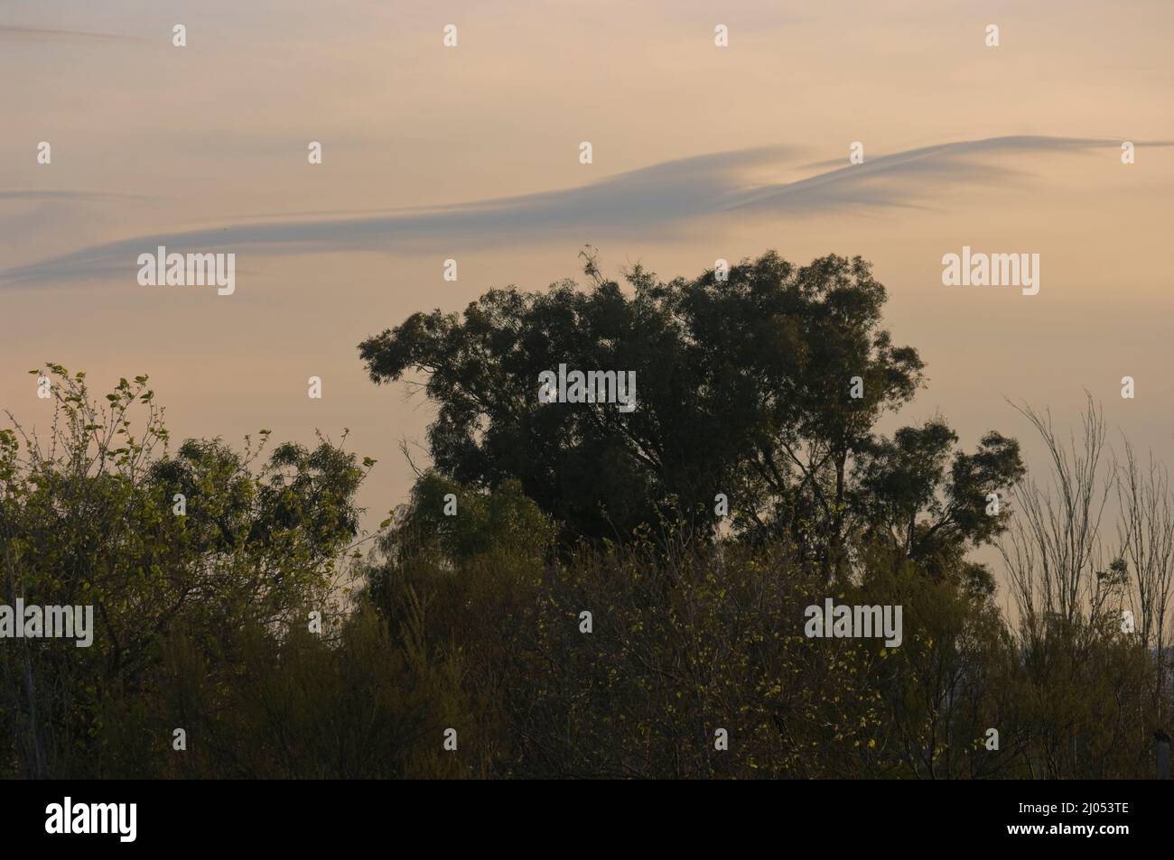 Cielo al tramonto con nube di strana forma nel frutteto. Foto Stock
