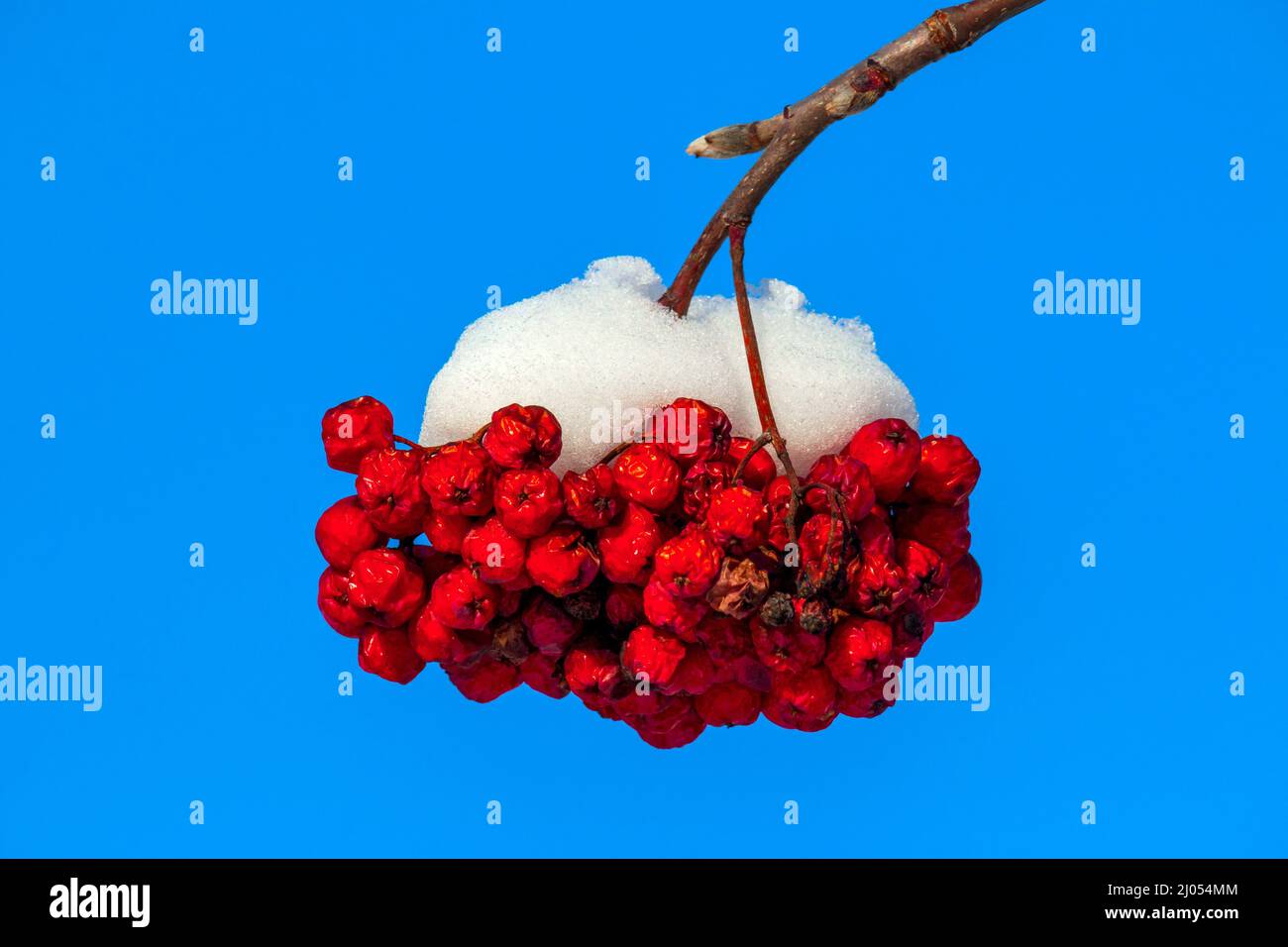 Neve fresca su un gruppo di bacche di cenere di montagna europea in Pennsylvania Pocono Mountains Foto Stock