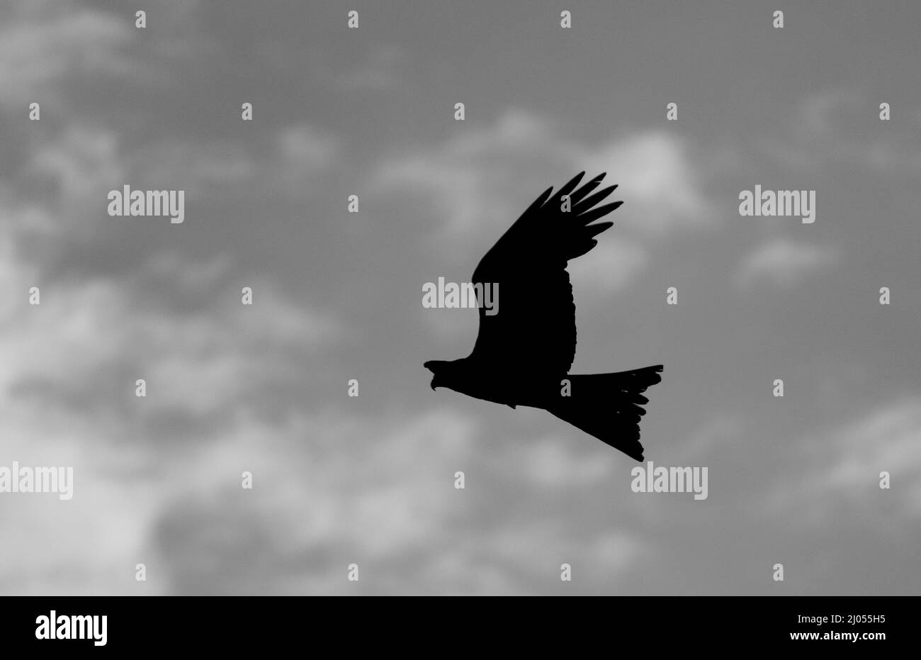 Vista di una silhouette di Red Kite che vola contro il cielo Foto Stock
