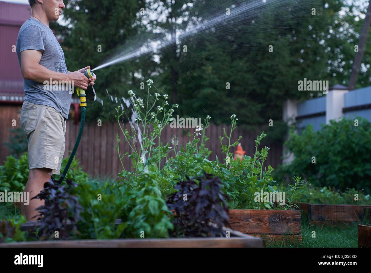 Un uomo coltiva piante all'aperto nel giardino, basilico in primo piano. Spruzzatura a getto d'acqua alla luce del giorno. Giardinaggio e hobby concetto. Foto di alta qualità Foto Stock