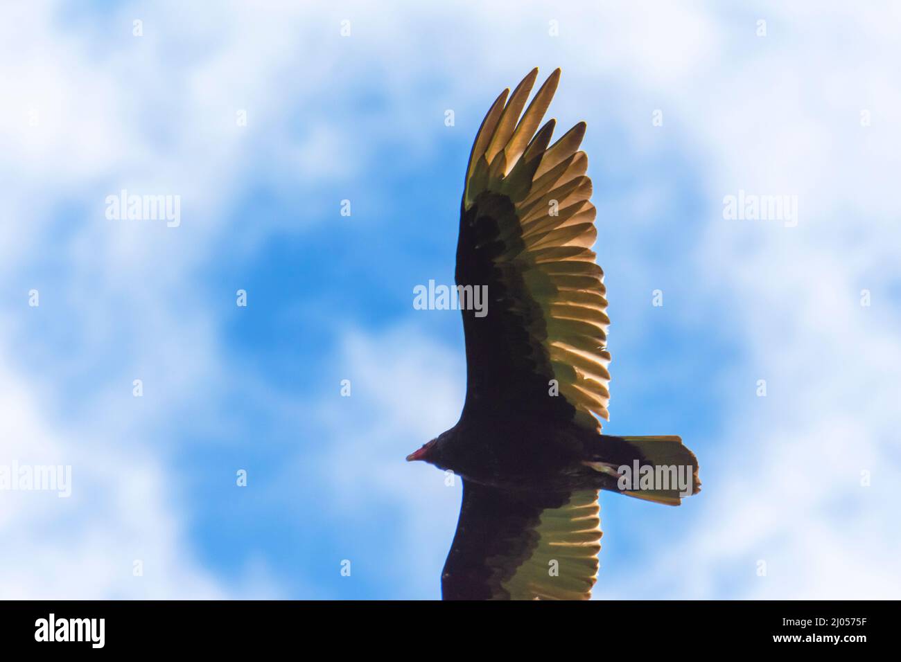Un grande avvoltoio di tacchino 2/3 di apertura alare. Cielo parzialmente nuvoloso. Foto Stock