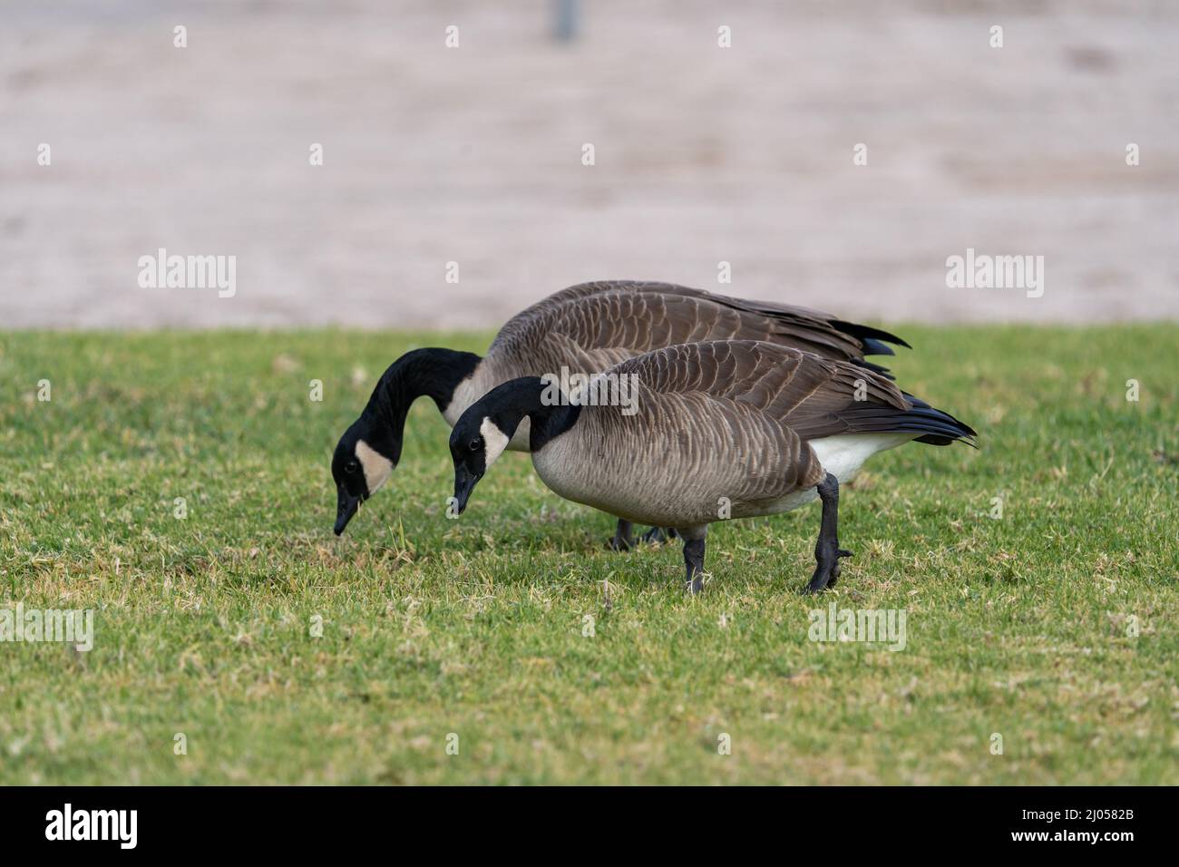 Canada oche prese vicino prato e lago Foto Stock