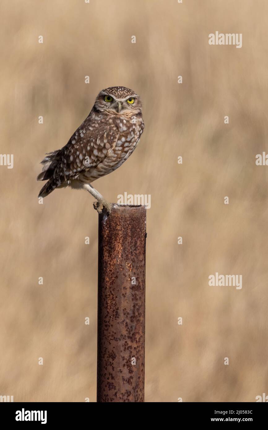 Owl in burrowing seduto su un posto arrugginito Foto Stock