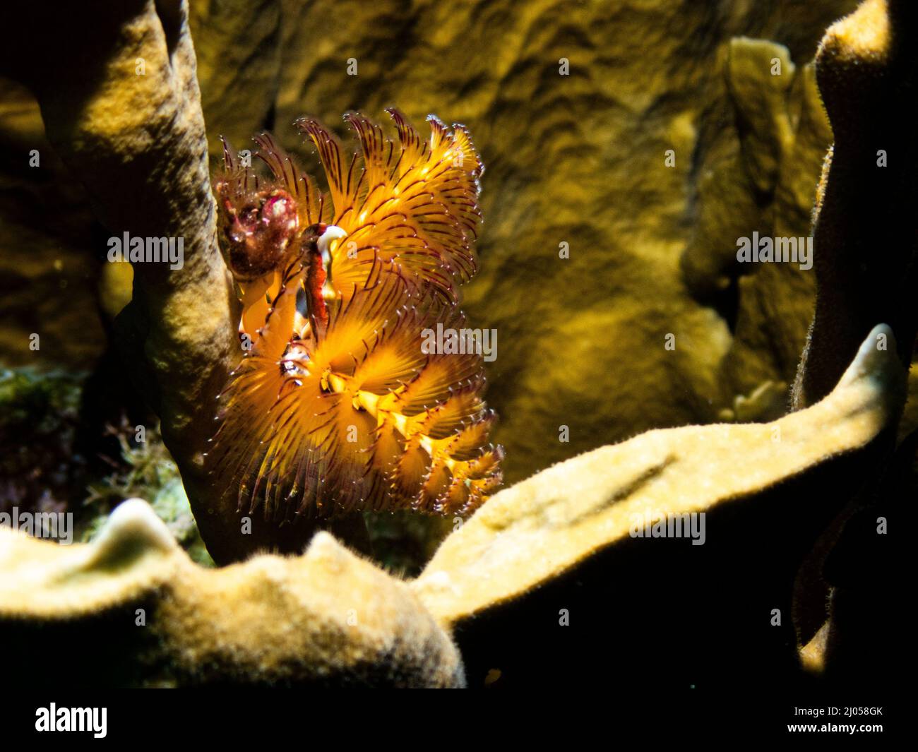 Worm albero di Natale a Roatán, Honduras Foto Stock