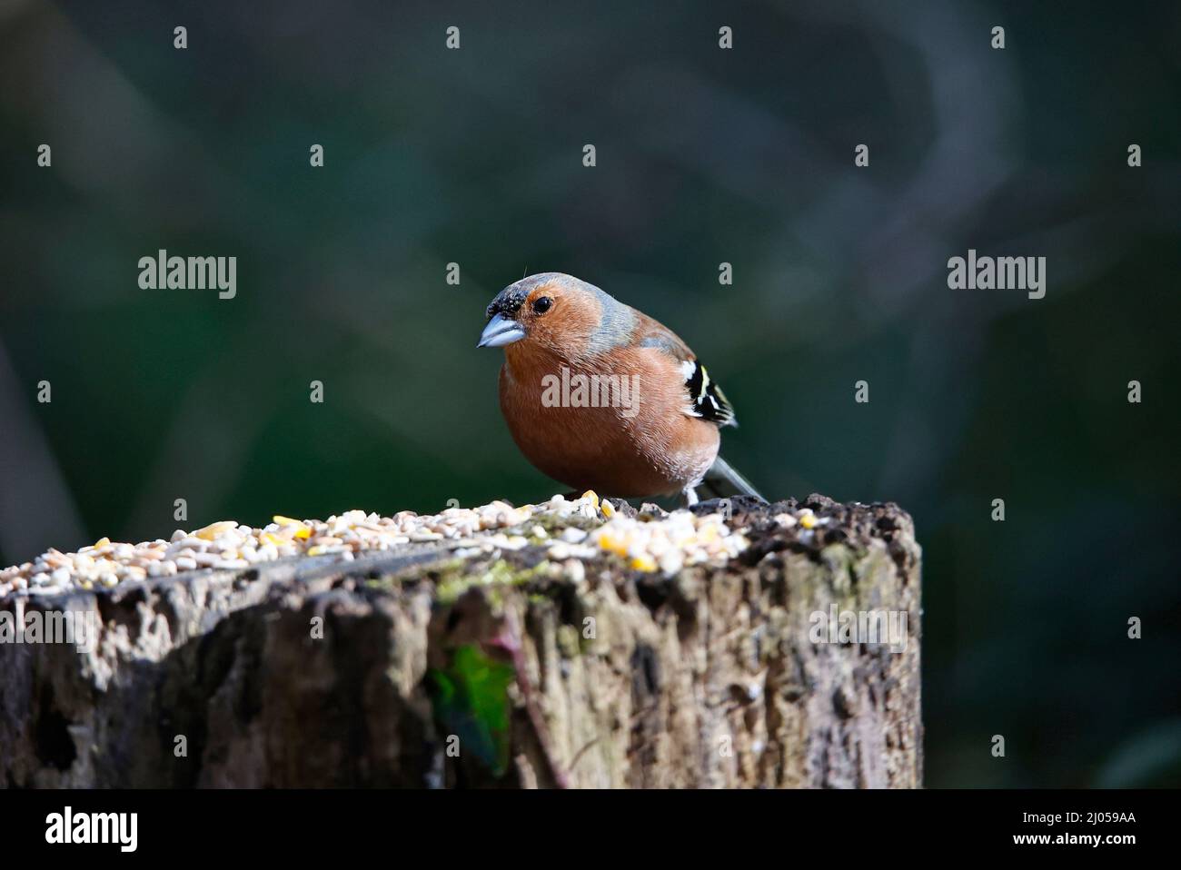 Chaffinch maschio ad un luogo di alimentazione del bosco Foto Stock