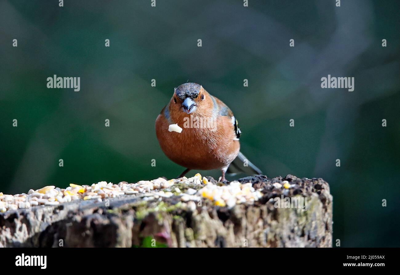 Chaffinch maschio ad un luogo di alimentazione del bosco Foto Stock