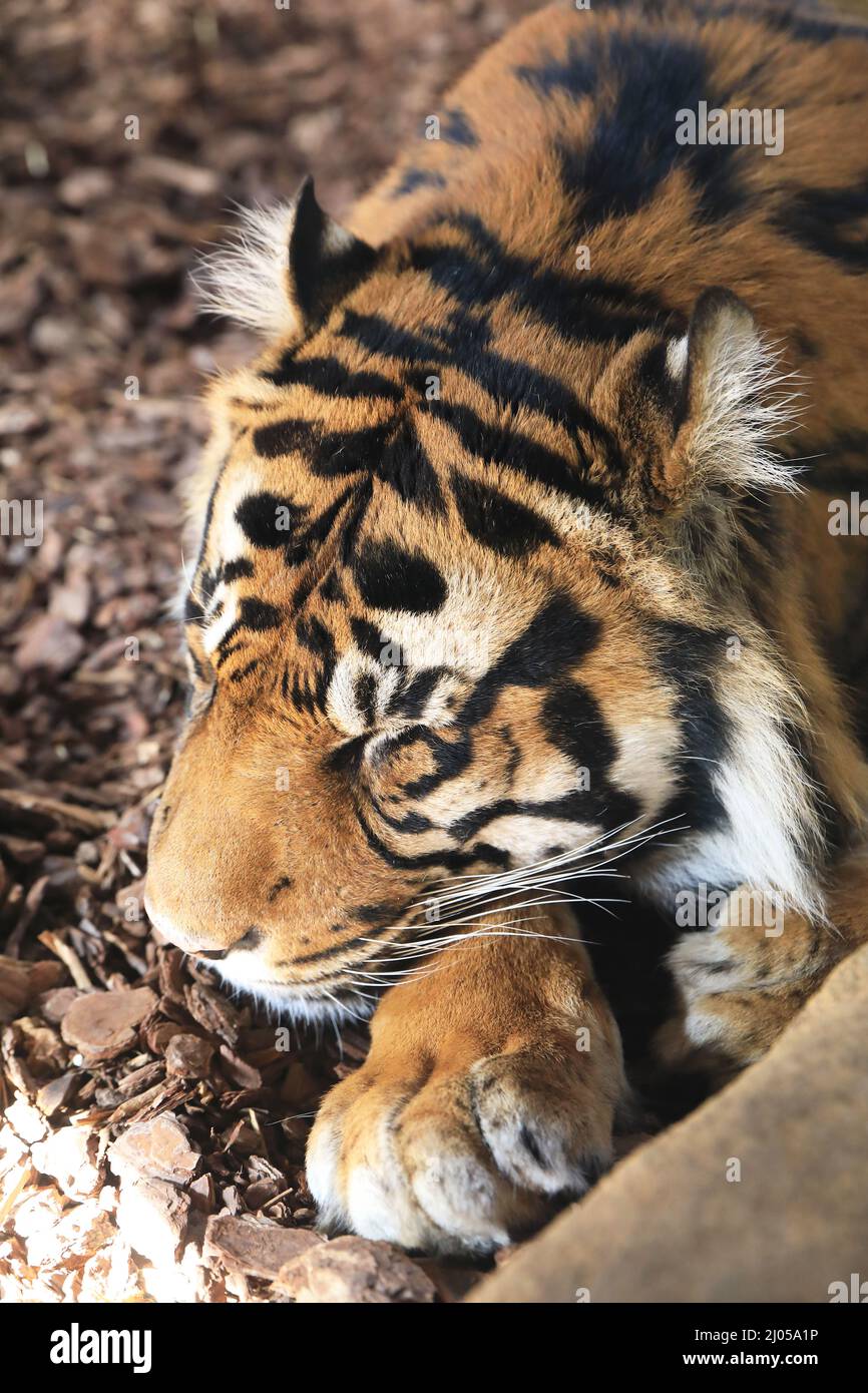 ASIM, tigre maschile Sumatran, che dorme nel suo recinto allo Zoo di Londra, Regno Unito Foto Stock