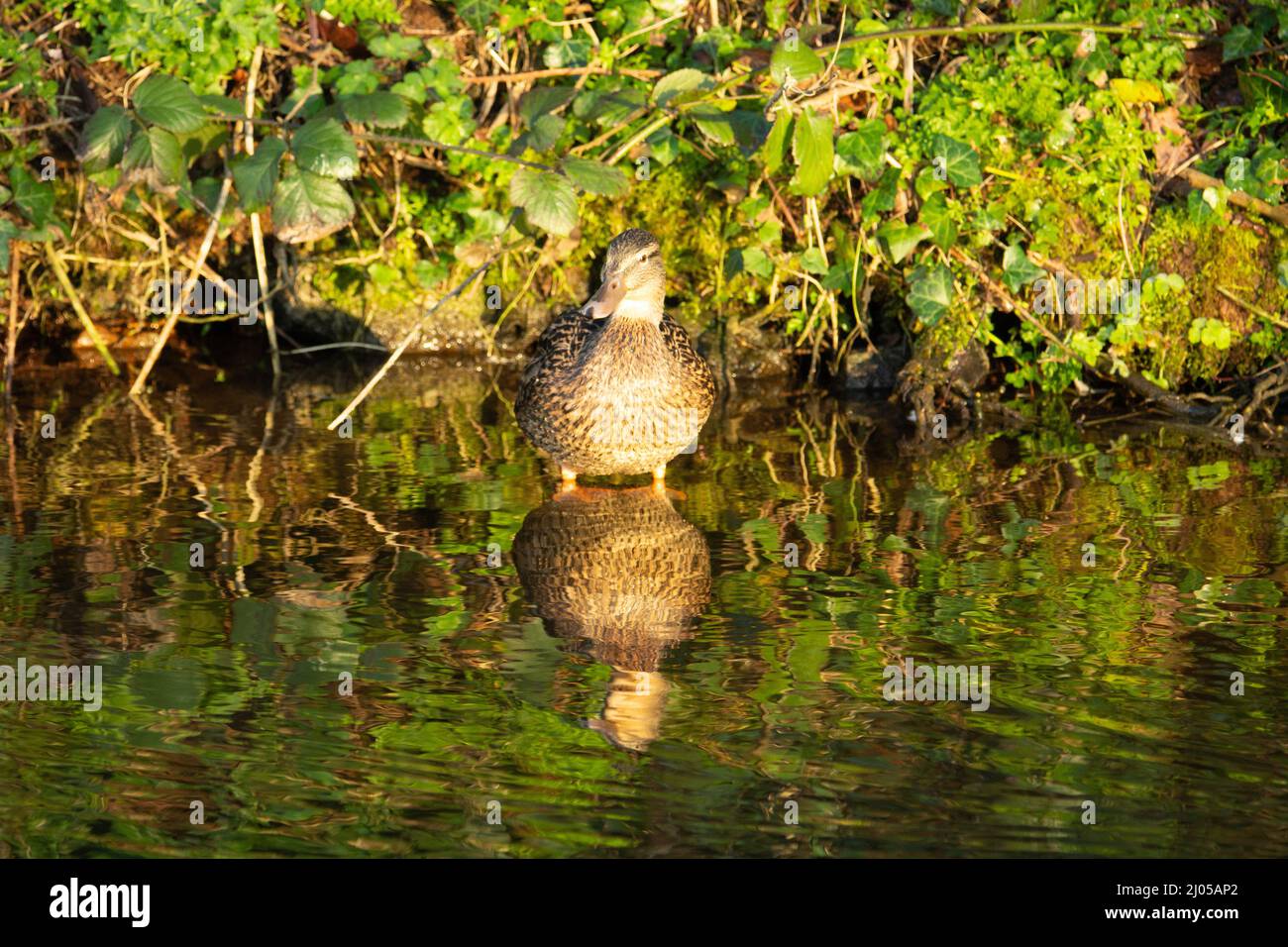 Una sola femmina di anatra di Mallard (Anas platyrhynchos) si erge nel fiume con un riflesso Foto Stock