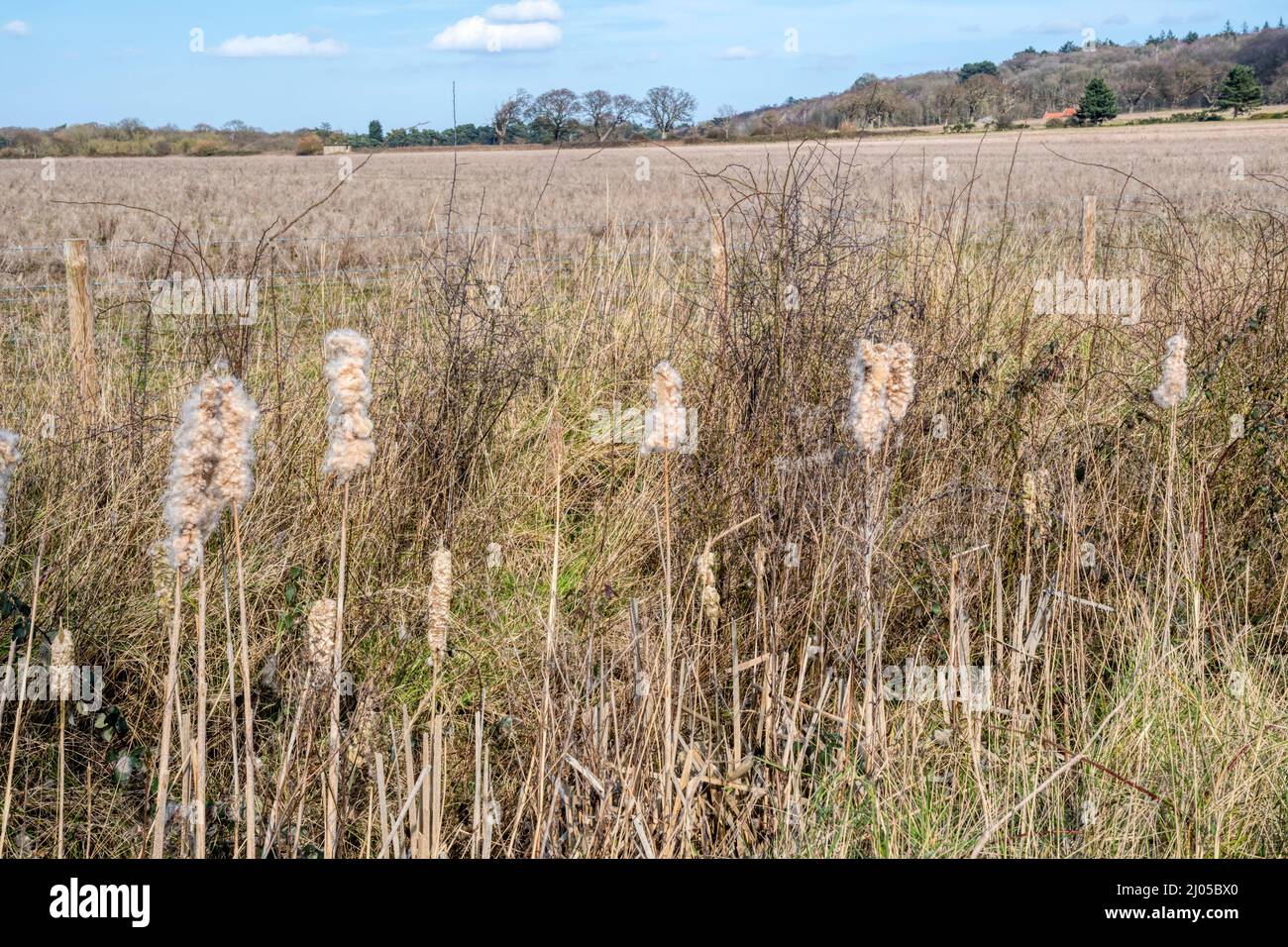 Teste di semi vecchi di bulrushes, latifolia di Typha, che crescono in un fossato di Norfolk. Foto Stock