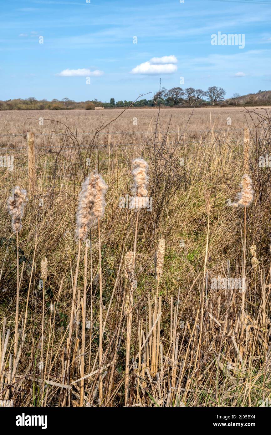 Teste di semi vecchi di bulrushes, latifolia di Typha, che crescono in un fossato di Norfolk. Foto Stock