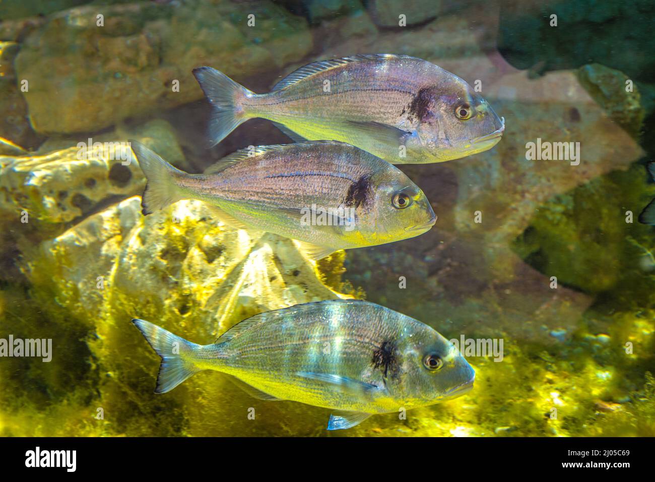 L'orata, detta anche Orata, nome latino Sparus aurata, gruppo di pesci galleggianti. Foto Stock