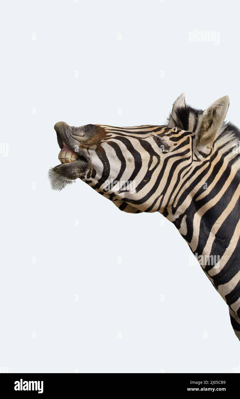 Zebra in profilo con sfondo bianco con spazio di copia Foto Stock