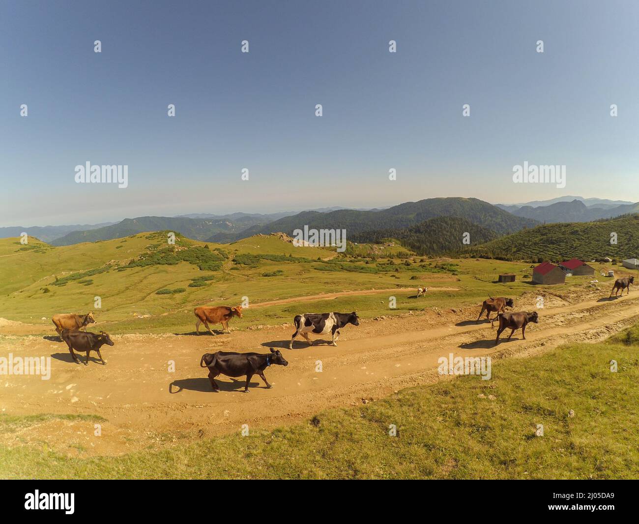 Paesaggio di prato con mucca a piedi su strada sterrata contro le montagne. Bestiame in alta montagna. Panorama della natura scenario Foto Stock