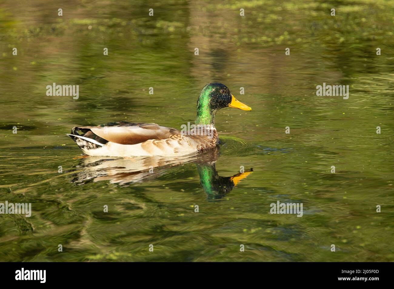 maturo di Mallard che nuota nell'acqua del canale con un riflesso Foto Stock