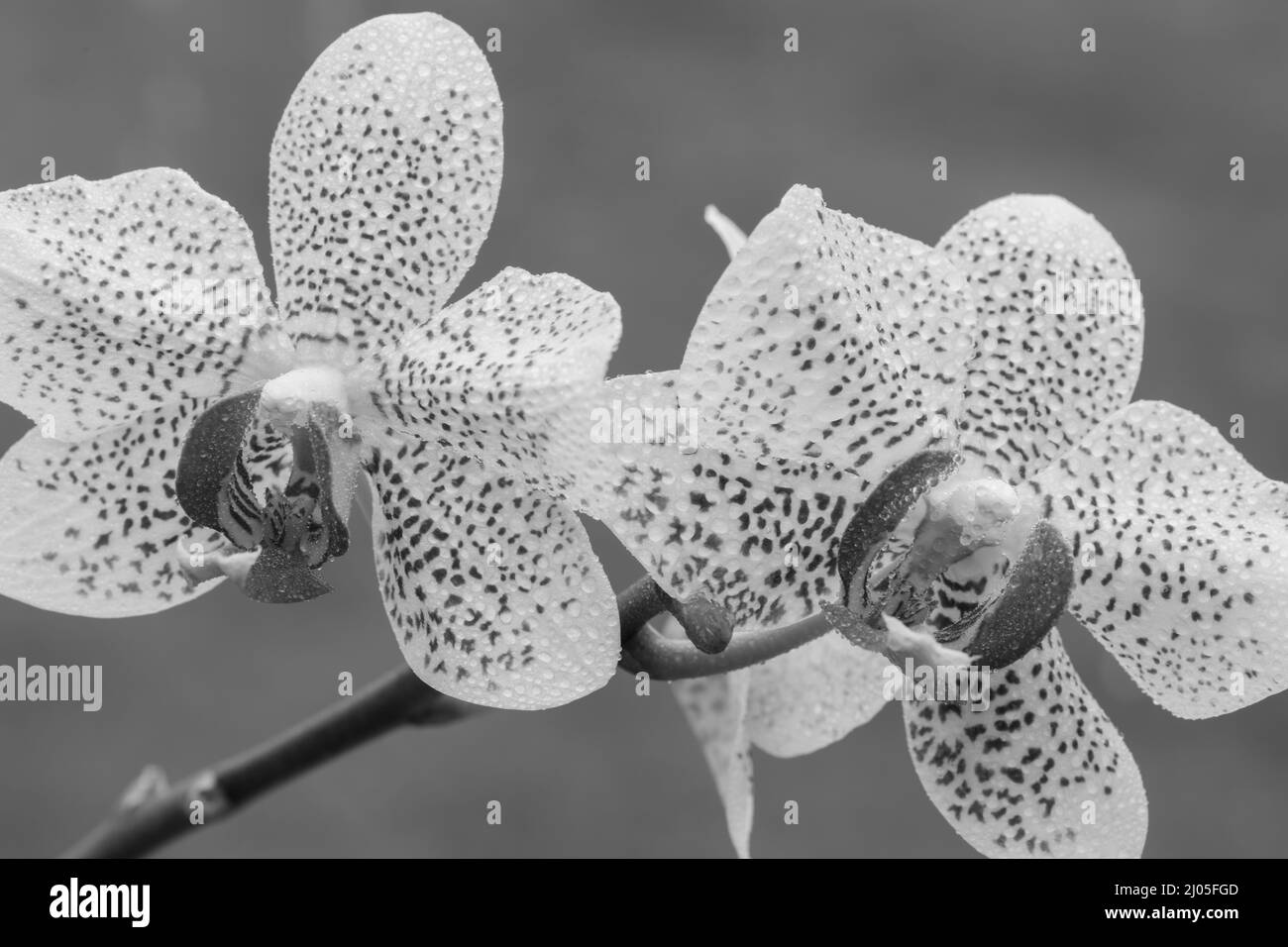 Foto in bianco e nero di un sole Florida orchidee in fiore Foto Stock
