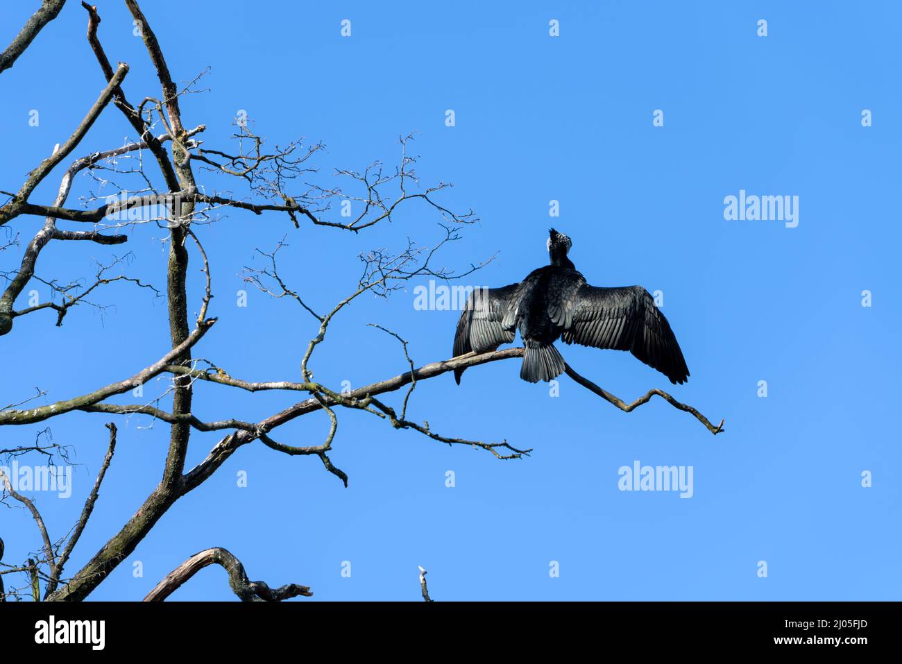 Un grande cormorano (Phalacrocorax carbo), Hannoversch Münden, bassa Sassonia, Germania, Europa Foto Stock