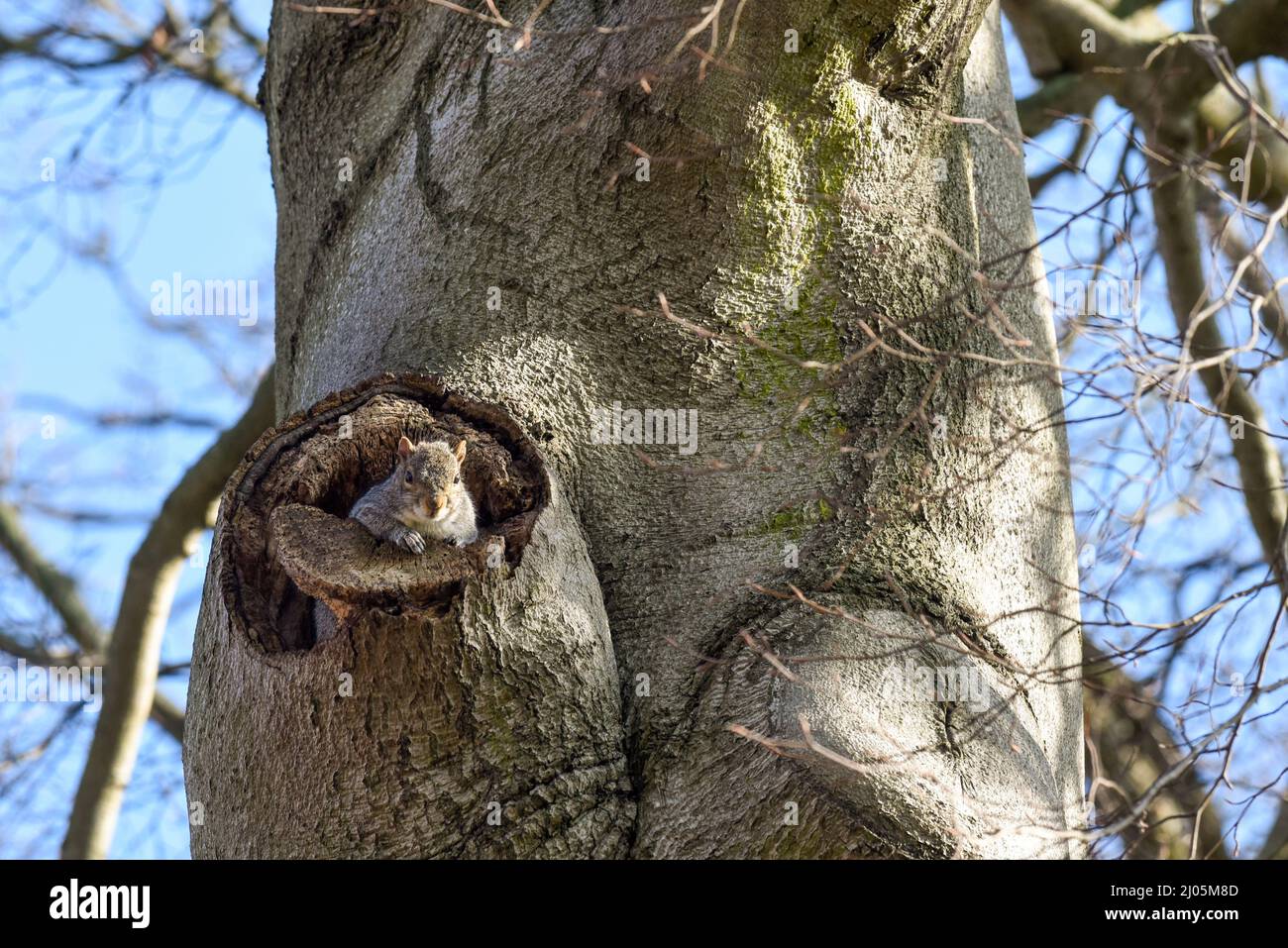 Scoiattolo grigio rivolto verso la telecamera da un albero in un parco Foto Stock