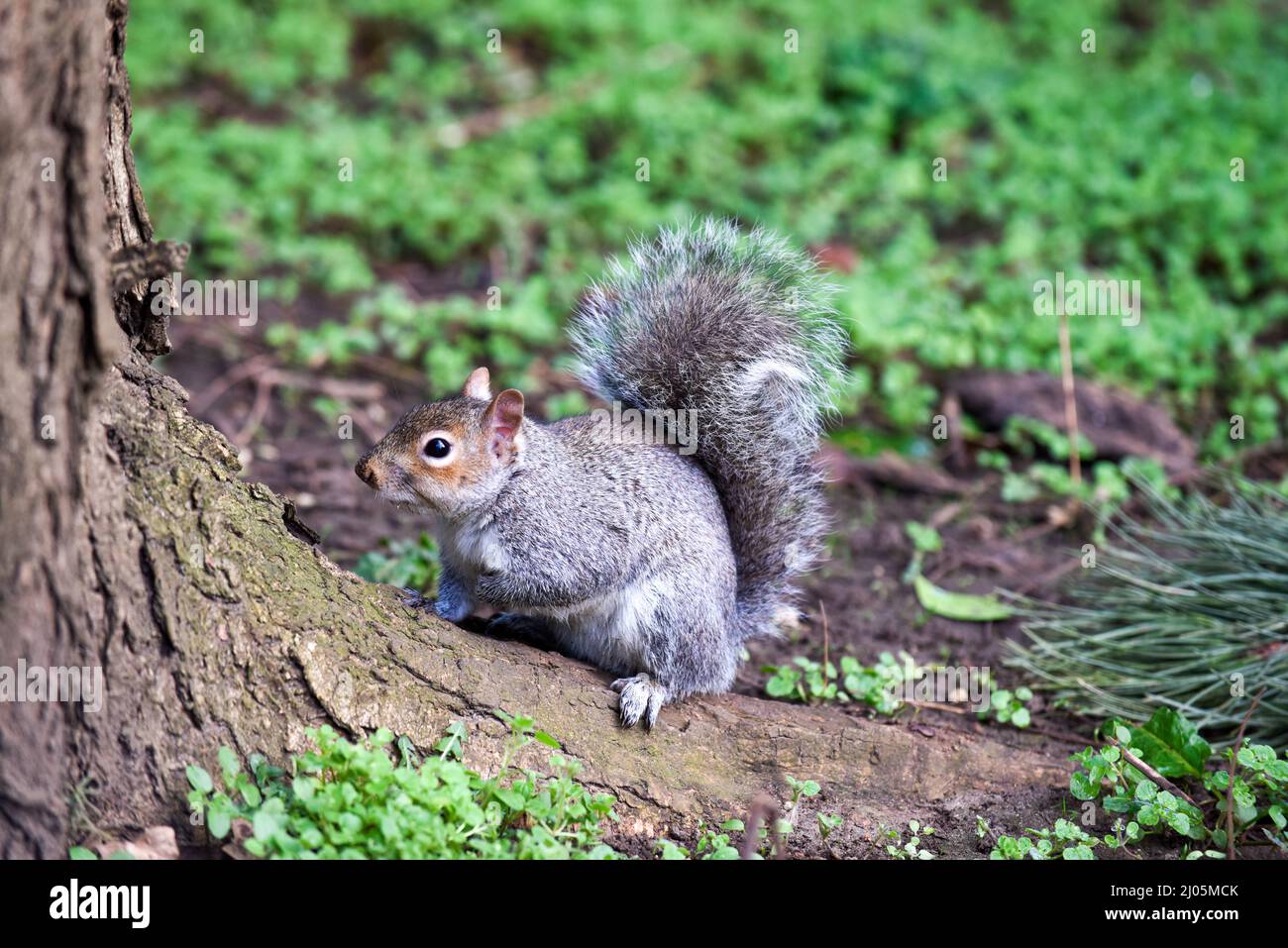 Scoiattolo grigio rivolto verso la telecamera da un albero in un parco Foto Stock