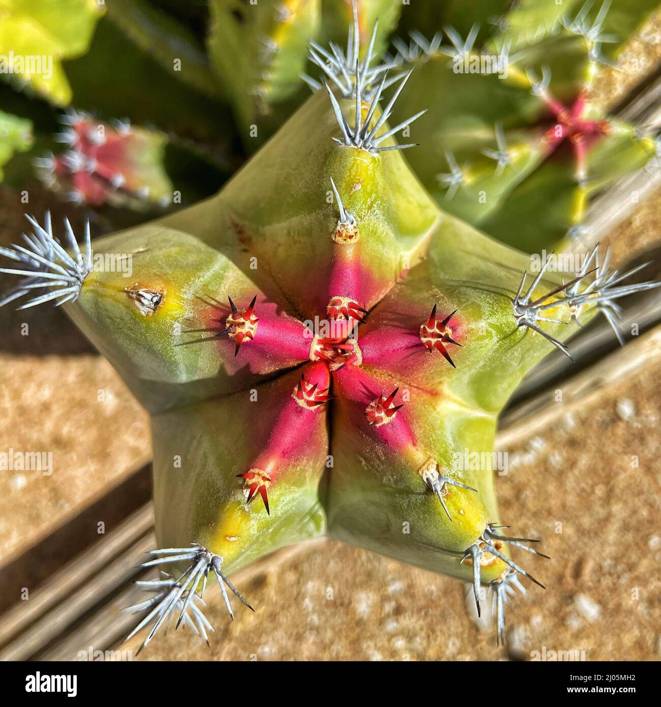 Macro scatto della vista dall'alto del cactus senita (Lophocereus schottii) Foto Stock