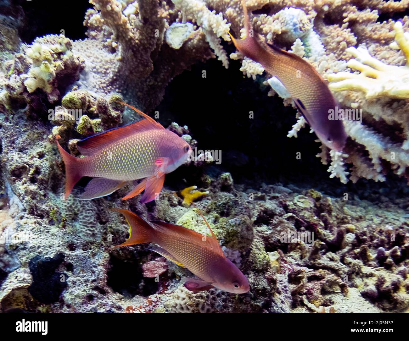 Jewel Fairy Bassets (Pseudanthias squamipinnis) nel Mar Rosso, Egitto Foto Stock