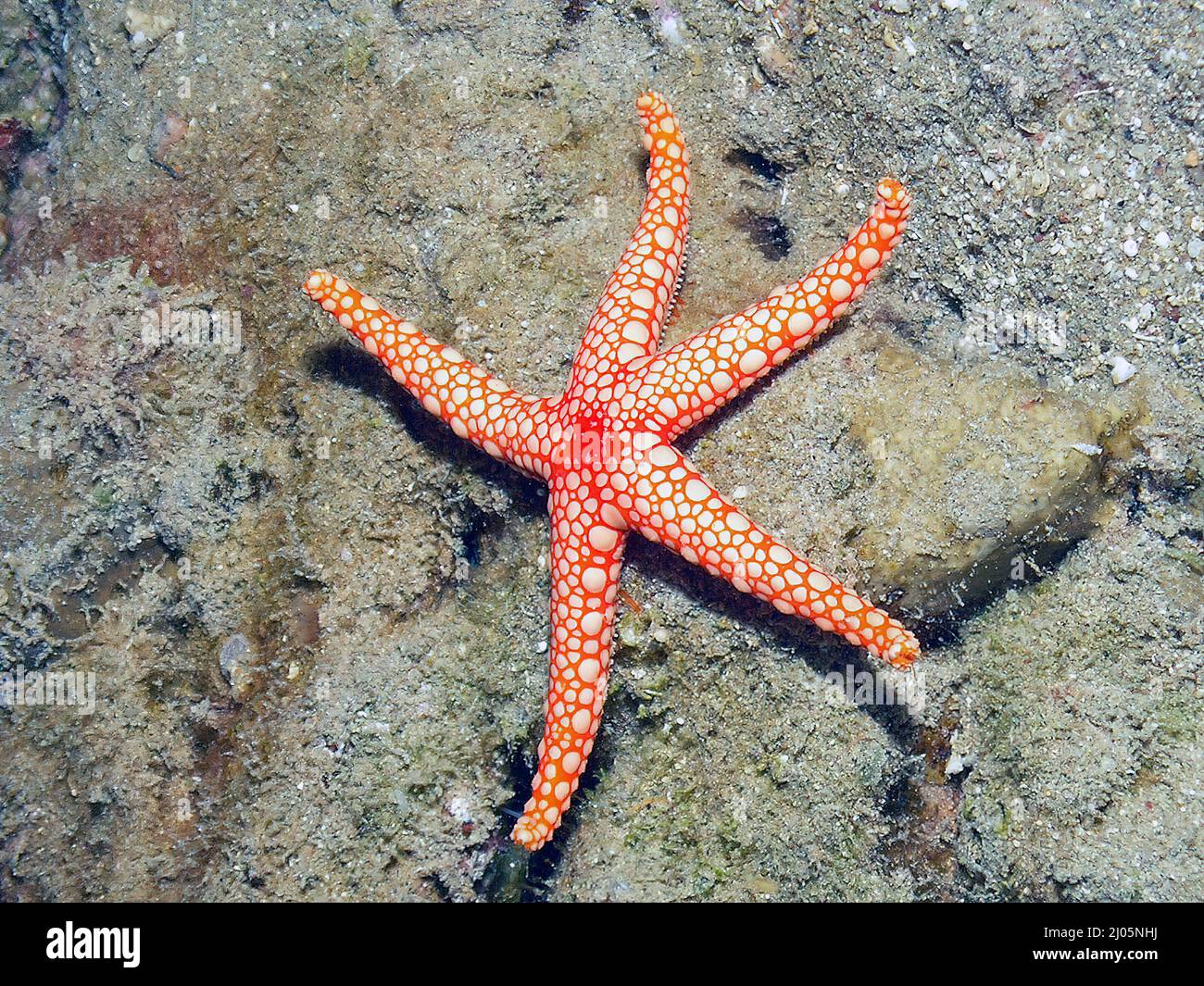 Una stella del Mar delle Perle (Fromia monilis) nel Mar Rosso, Egitto Foto Stock