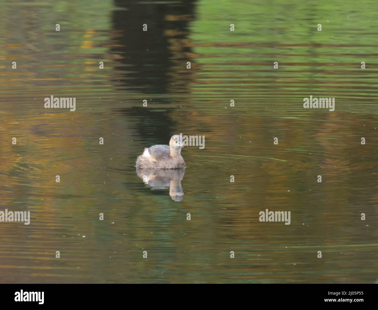 Un po 'di Grebe, Tachybaptus ruficollis, anche noto come dabchick, in inverno piumaggio. Foto Stock
