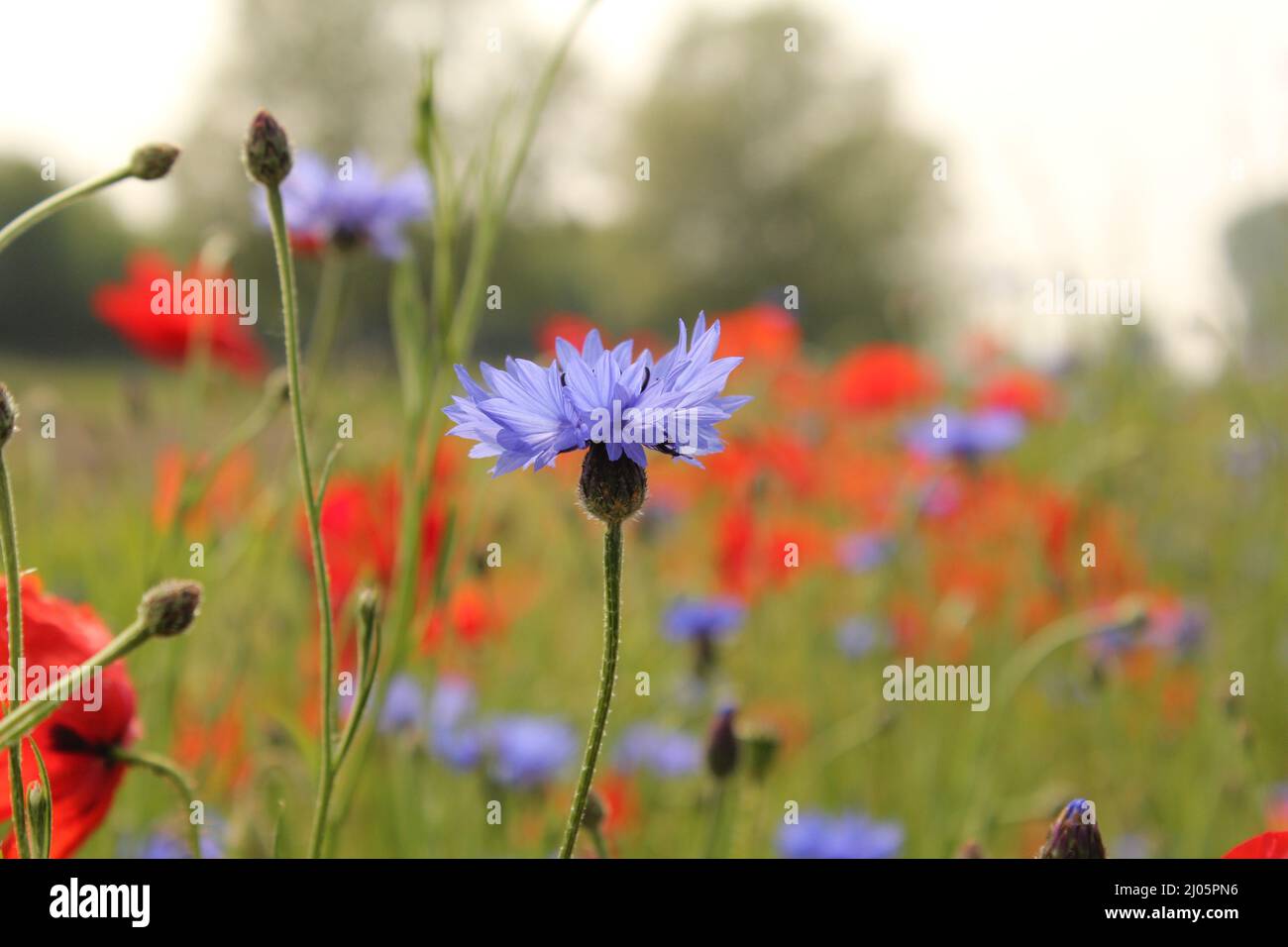 un girasole blu nel margine del campo con papaveri rossi sullo sfondo in primavera Foto Stock