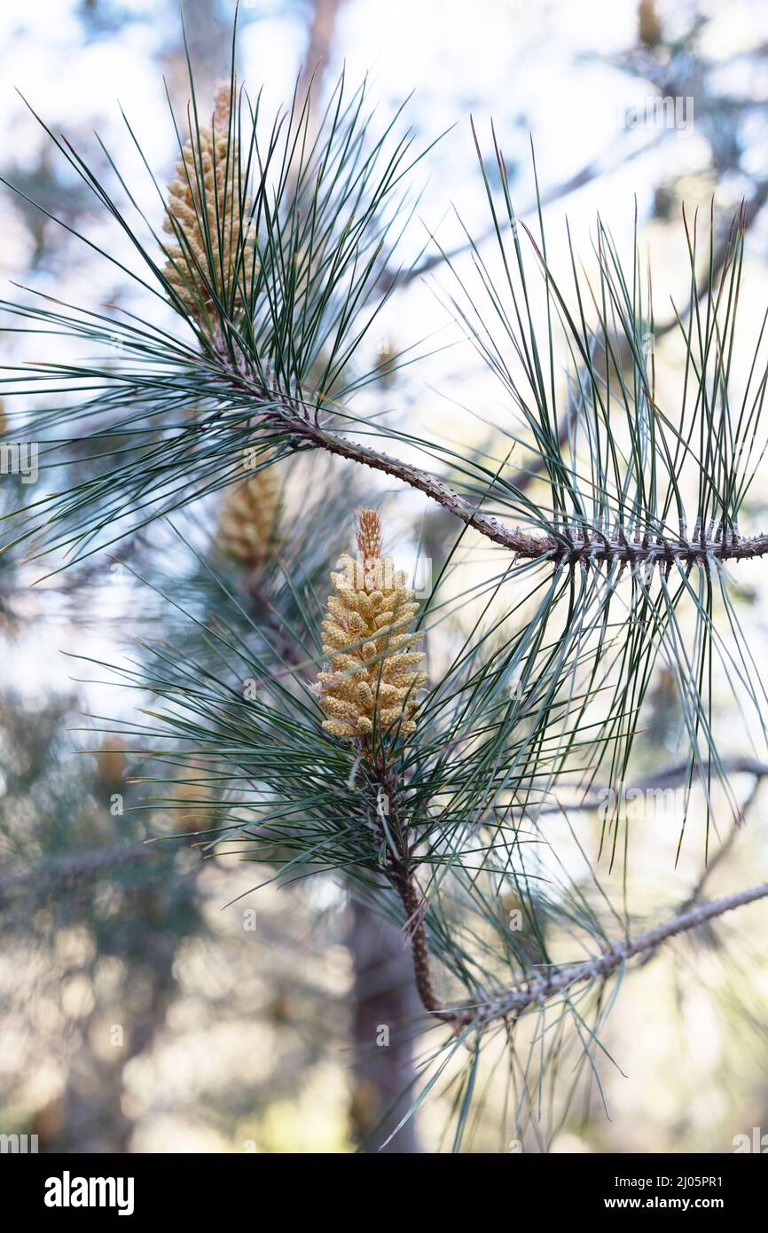 Coni Pinus massoniana all'inizio della primavera. Foto Stock