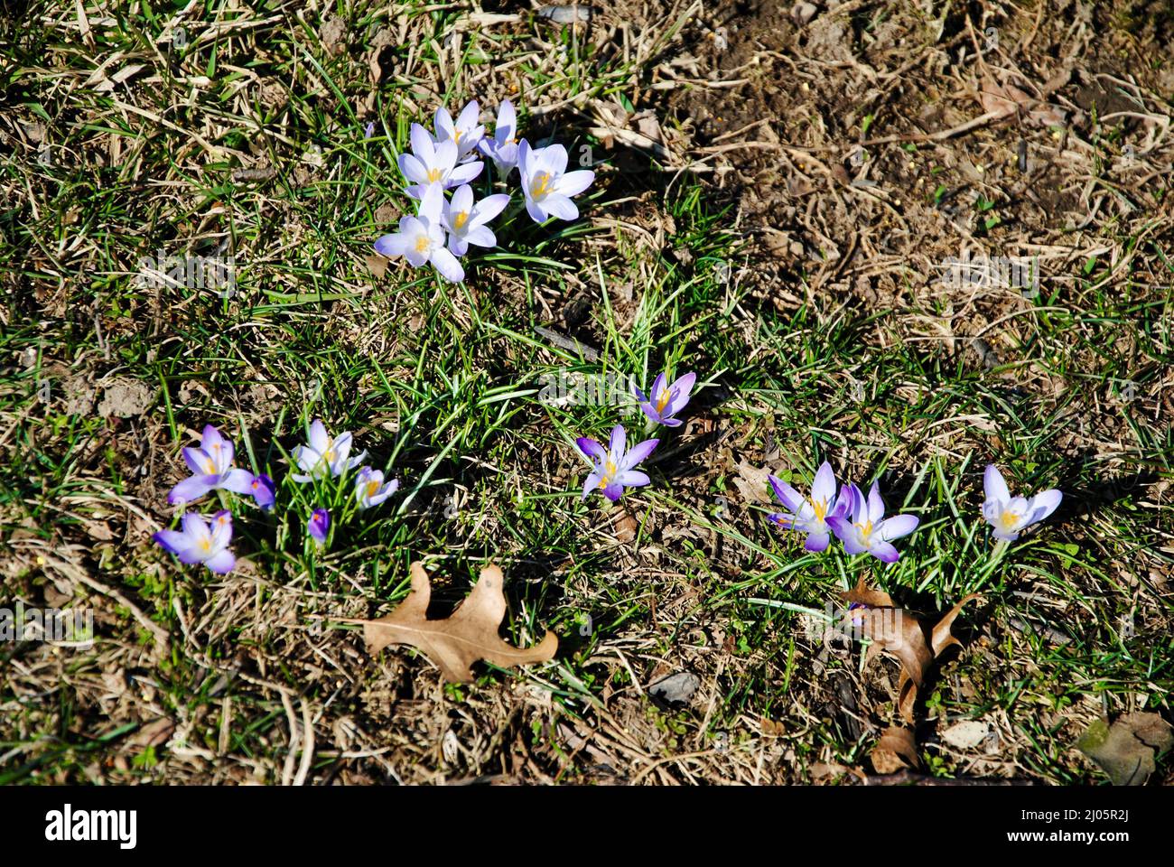 Mini crocus sono i primi segni di primavera nel nord-est Ohio, Stati Uniti Foto Stock