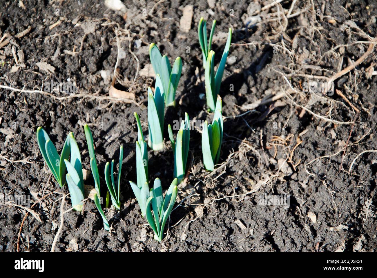 I primi segni di primavera nel nord-est dell'Ohio, USA Foto Stock