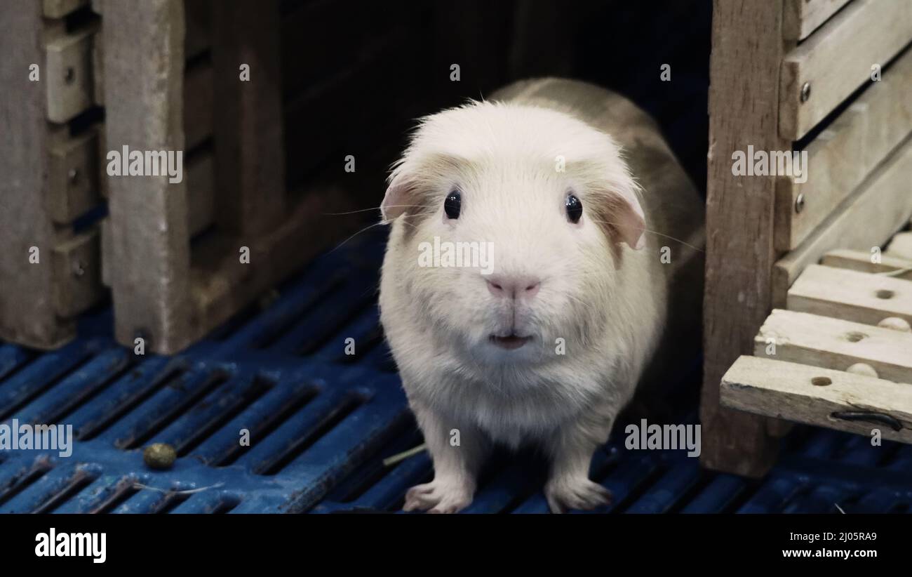 Criceto bianco. Criceto piccolo su gabbia di plastica e legno. Il topo mangia erba secca o cibo per animali domestici su scatola di legno. Un adorabile piccolo animale peloso. Prosciutto Foto Stock