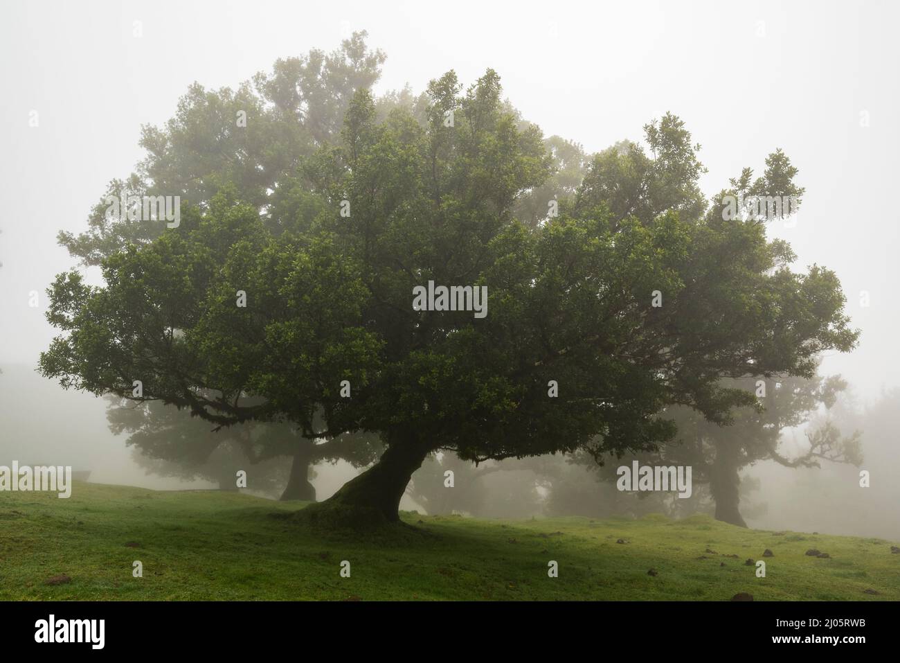 Misty paesaggio con un enorme vecchio albero di alloro in legno di stinkwood (Ocotea Foetens), coperto di muschio e felce, nella foresta di alloro antico di Fanal, Madeira Foto Stock