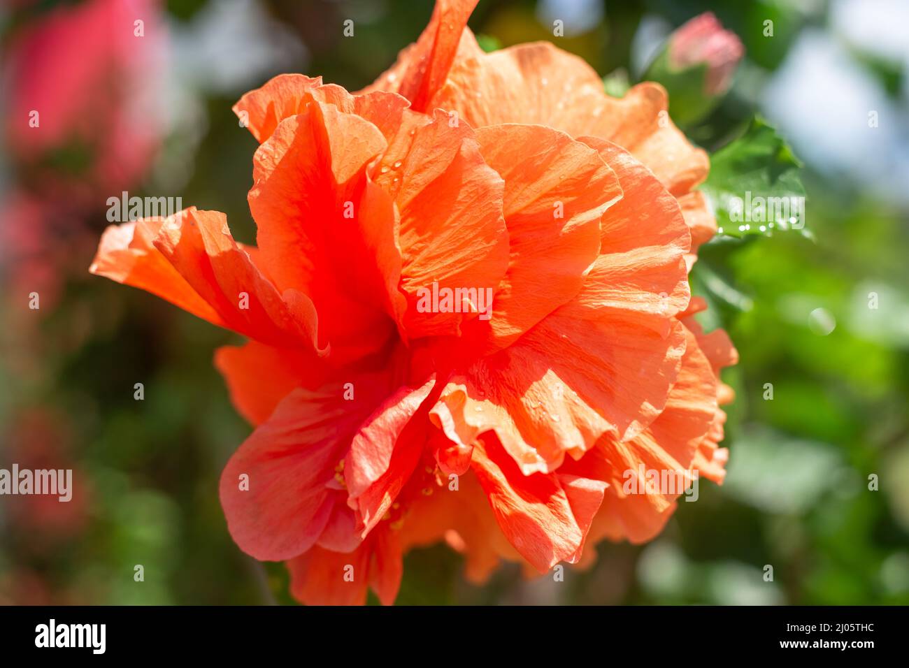 Grande fiore di rosa arancione cinese con gocce di rugiada, primo piano. Foto Stock