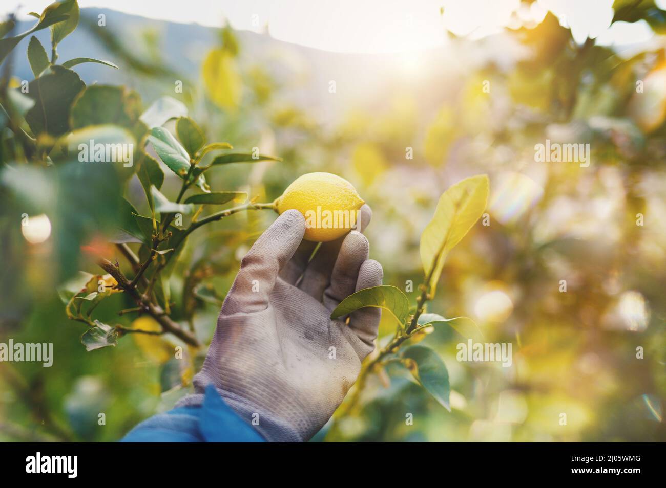 L'agricoltore si prende cura degli alberi da frutto di limone Foto Stock