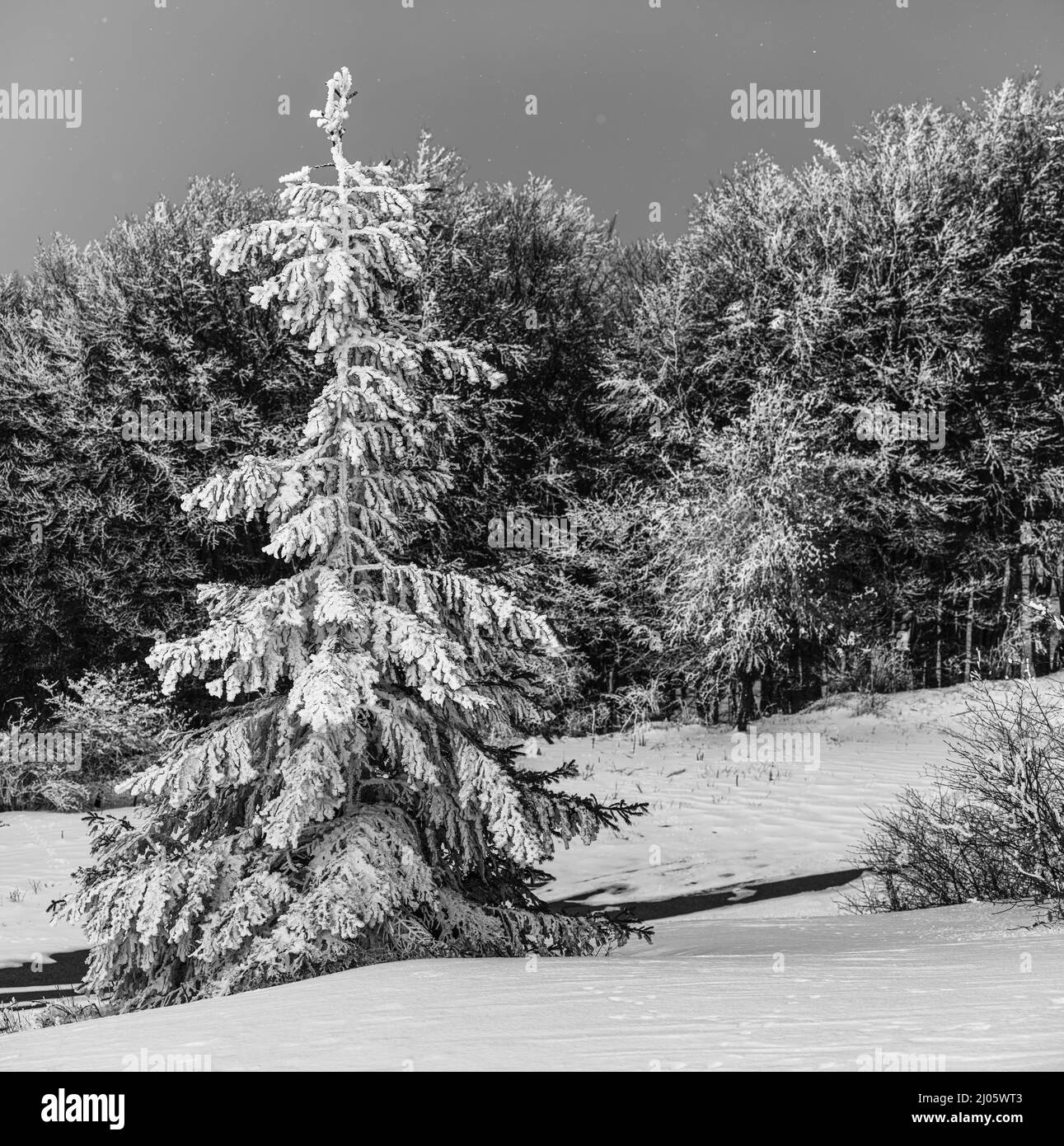 Paesaggio invernale di abeti e boschi di abete bianco e nero Foto Stock