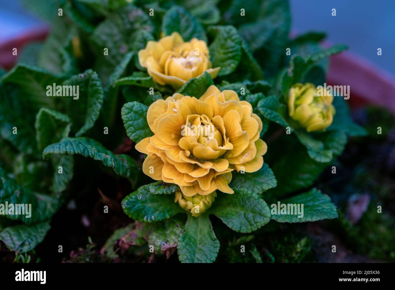 Primula Belarina Buttercup giallo fiorisce nel giardino in primavera Foto Stock