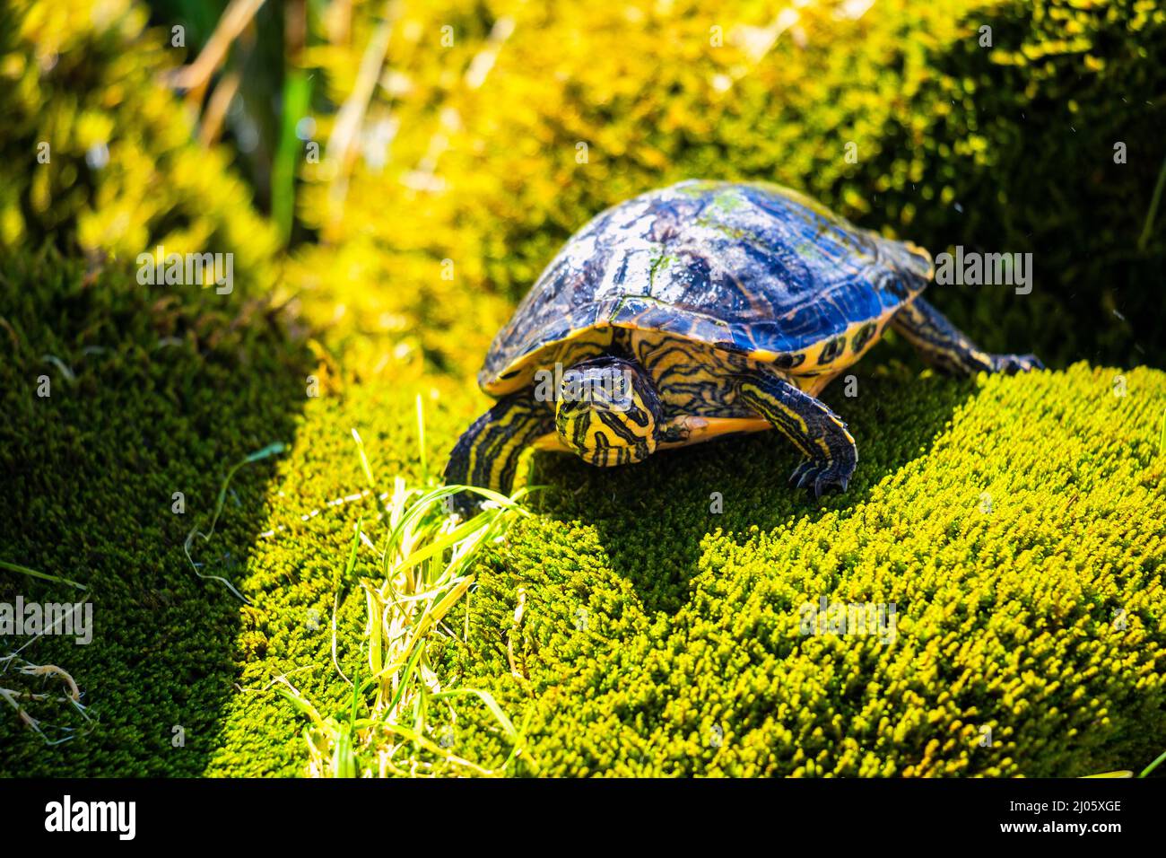 Tartaruga PET con vista dettagliata. Foto Stock