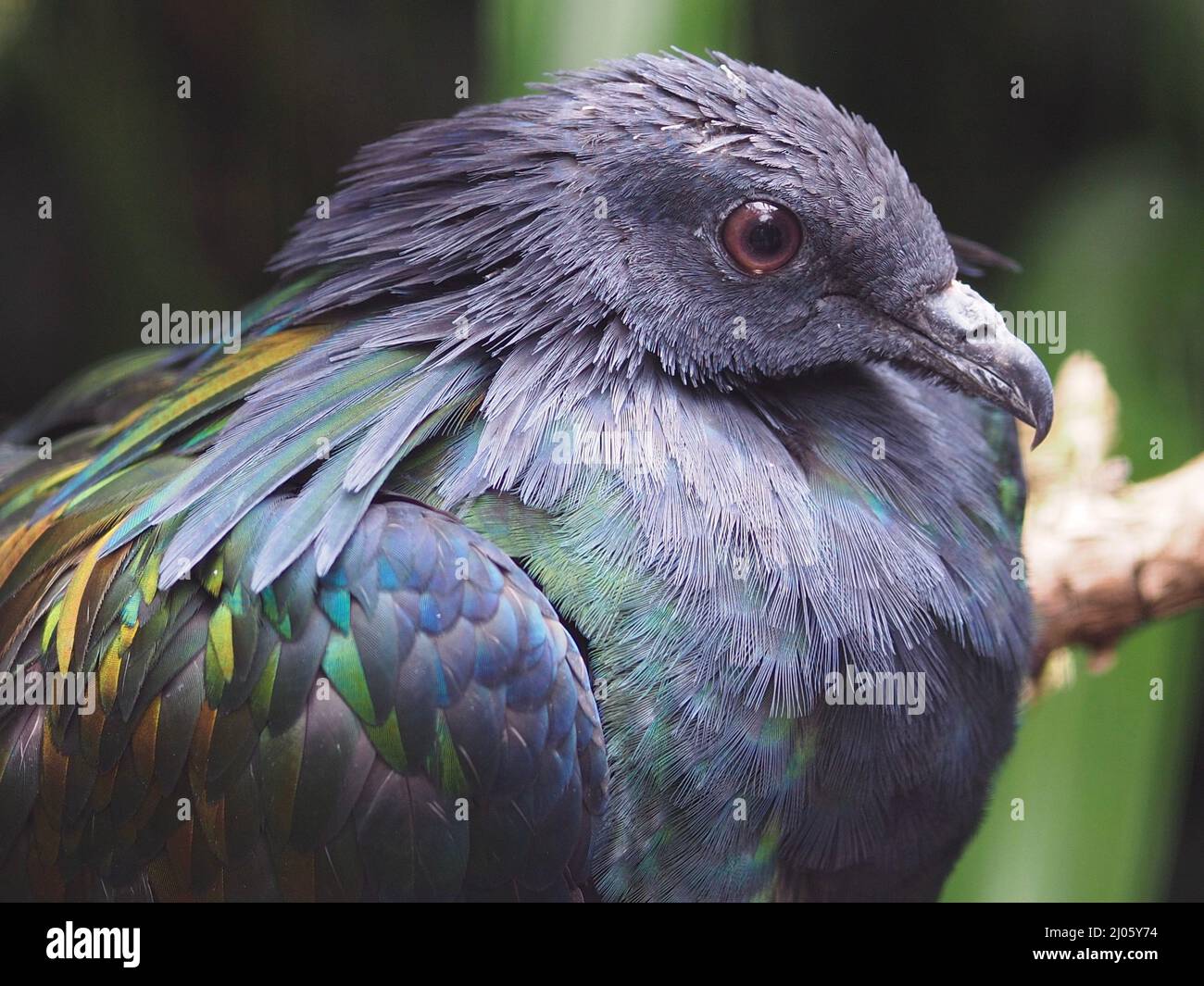 Scintillante Pigeon Nicobar con piume iridescenti brillanti. Foto Stock