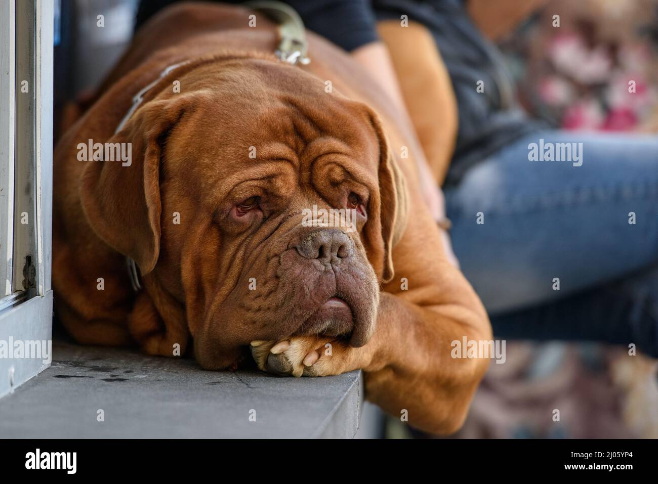 Dogue de Bordeaux, mascrente francese, cane si trova su un davanzale in cemento. Foto Stock