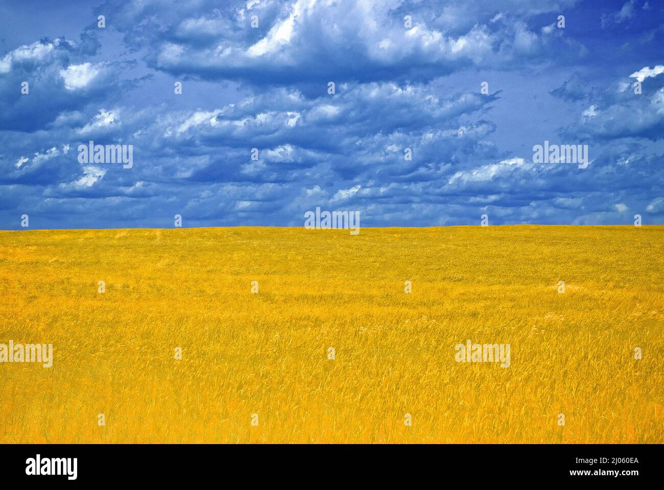Campo di erba e cielo nuvoloso Foto Stock