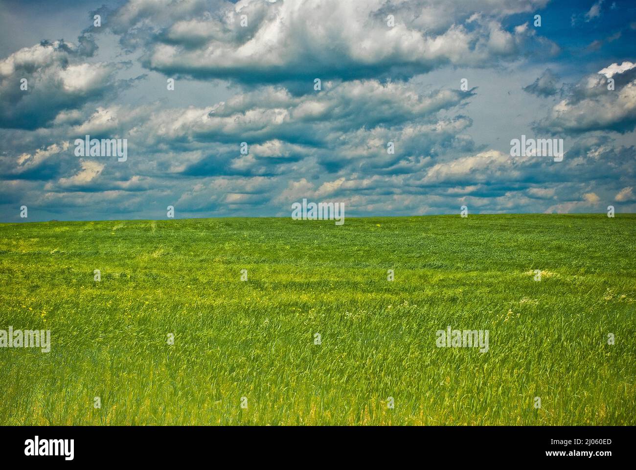 Campo di erba e cielo nuvoloso Foto Stock